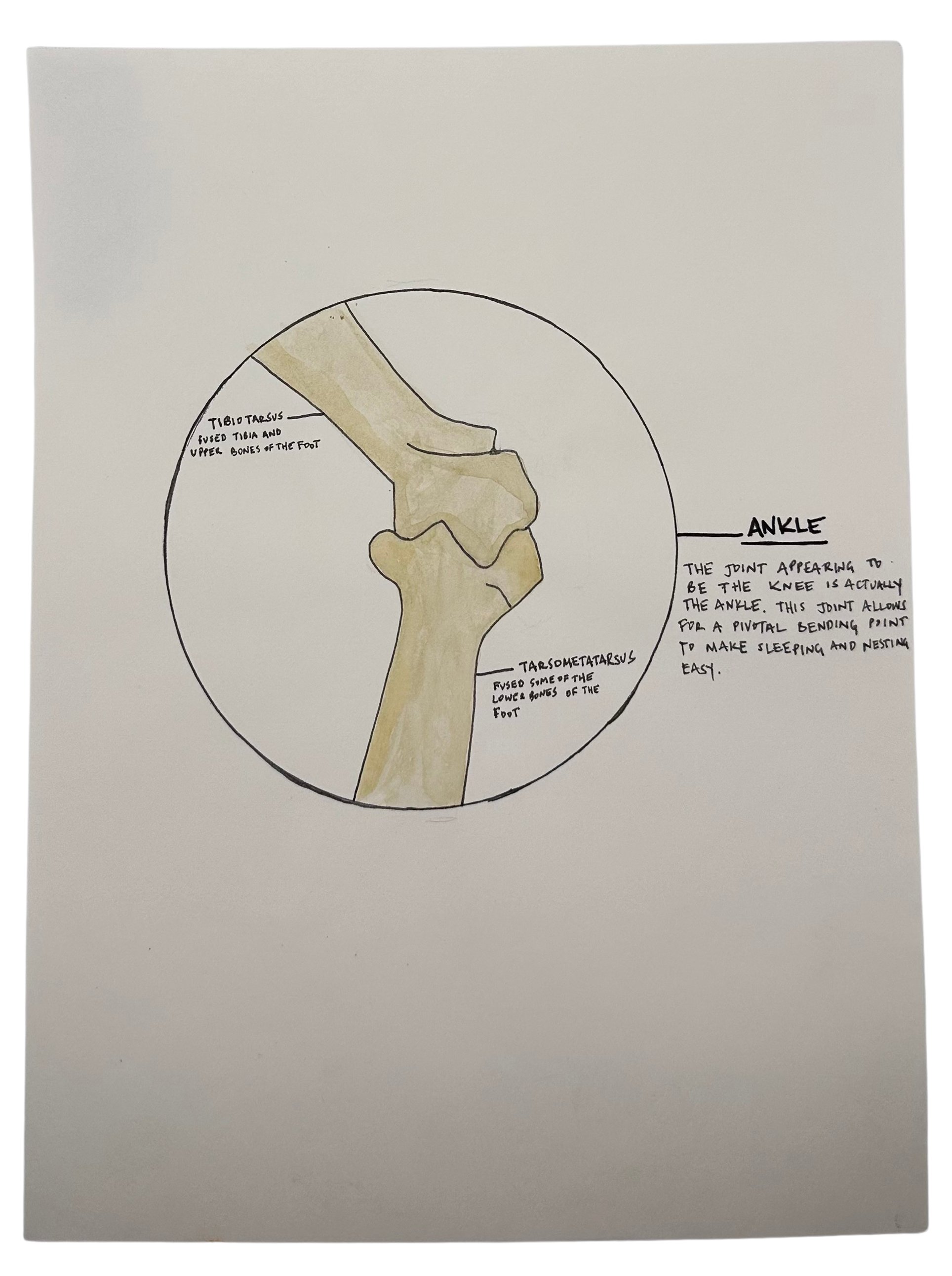 Ankle_Bones.jpg