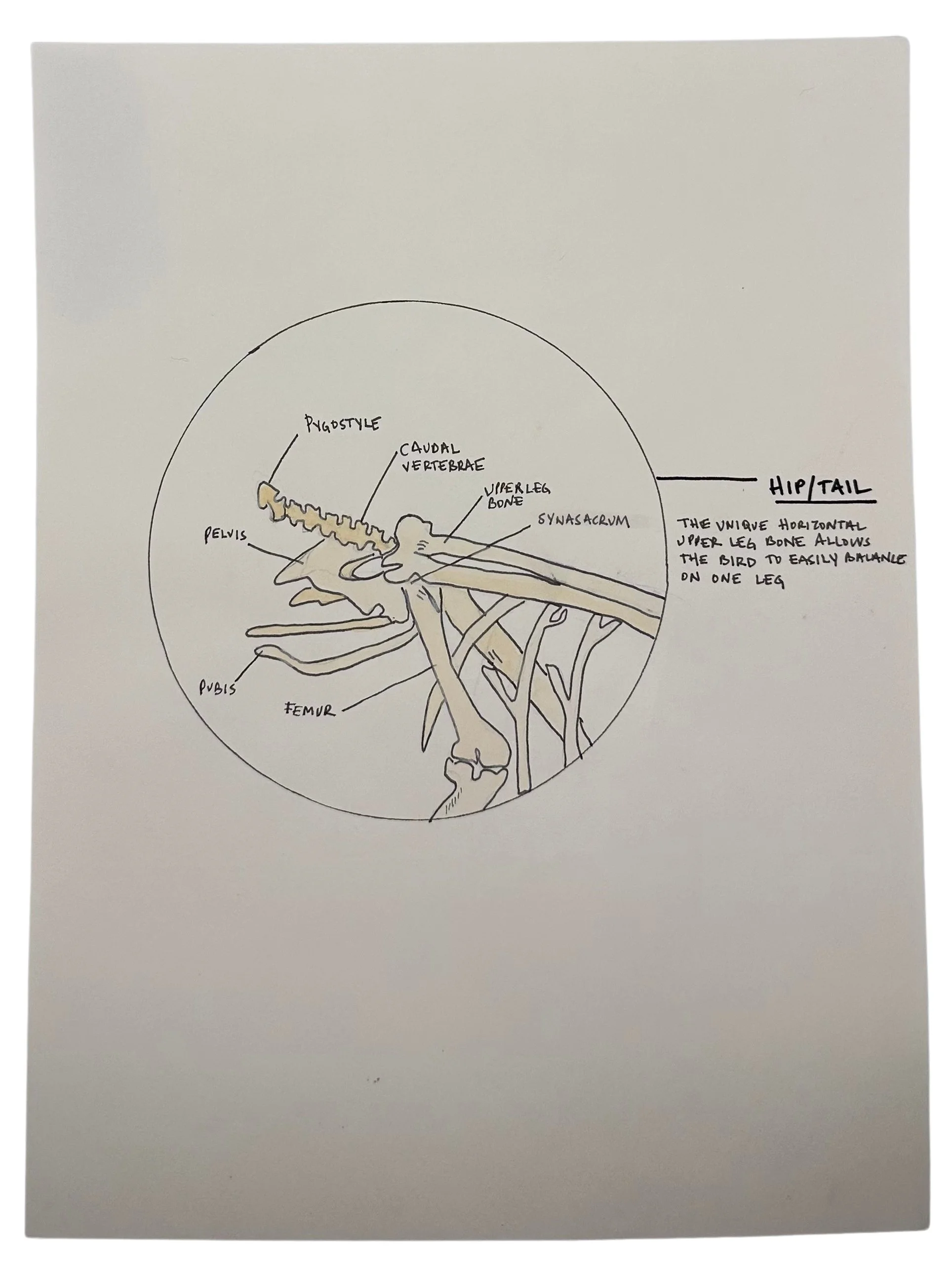 Tail_Bones.jpg