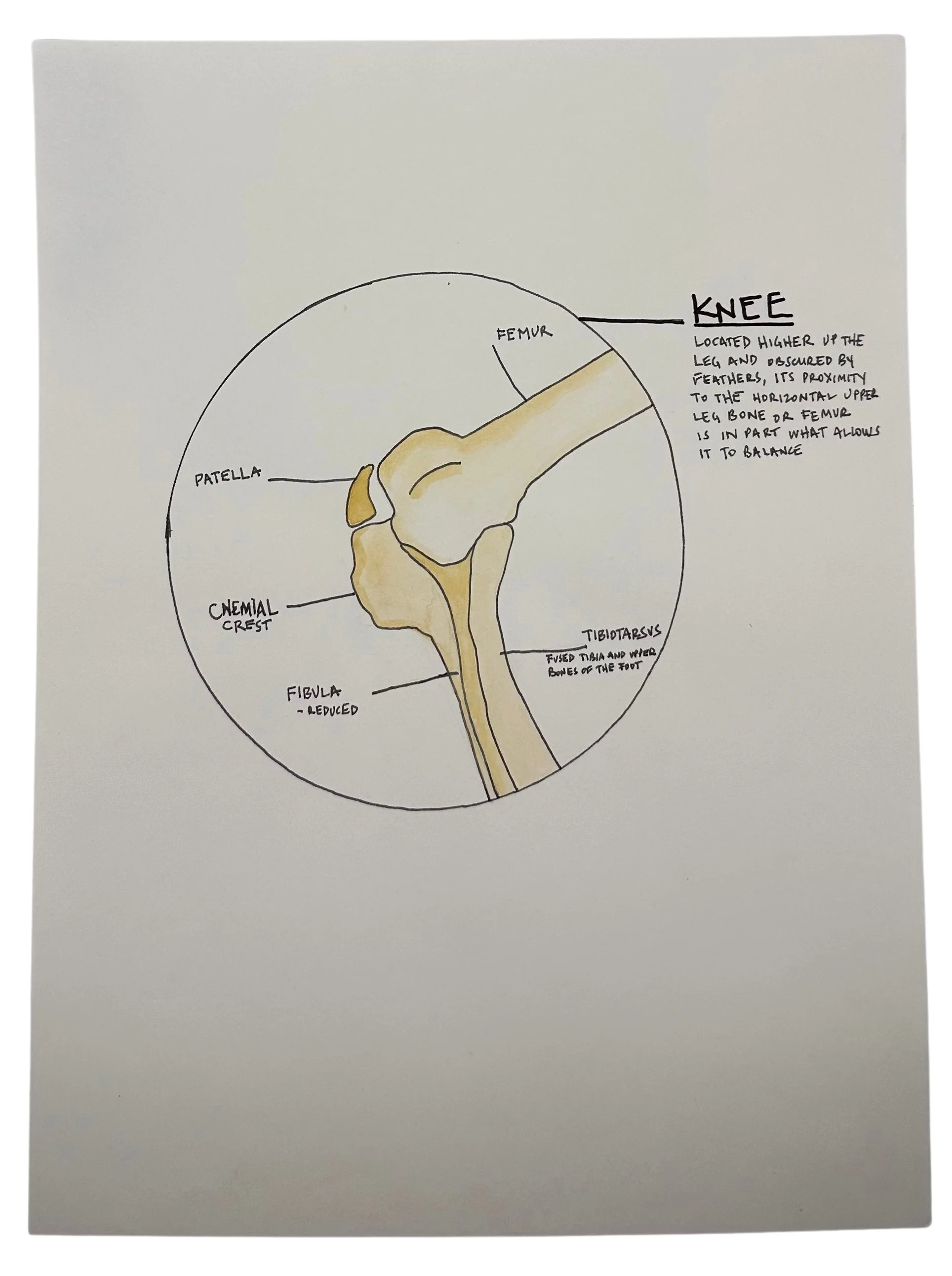 Knee_Bones.jpg