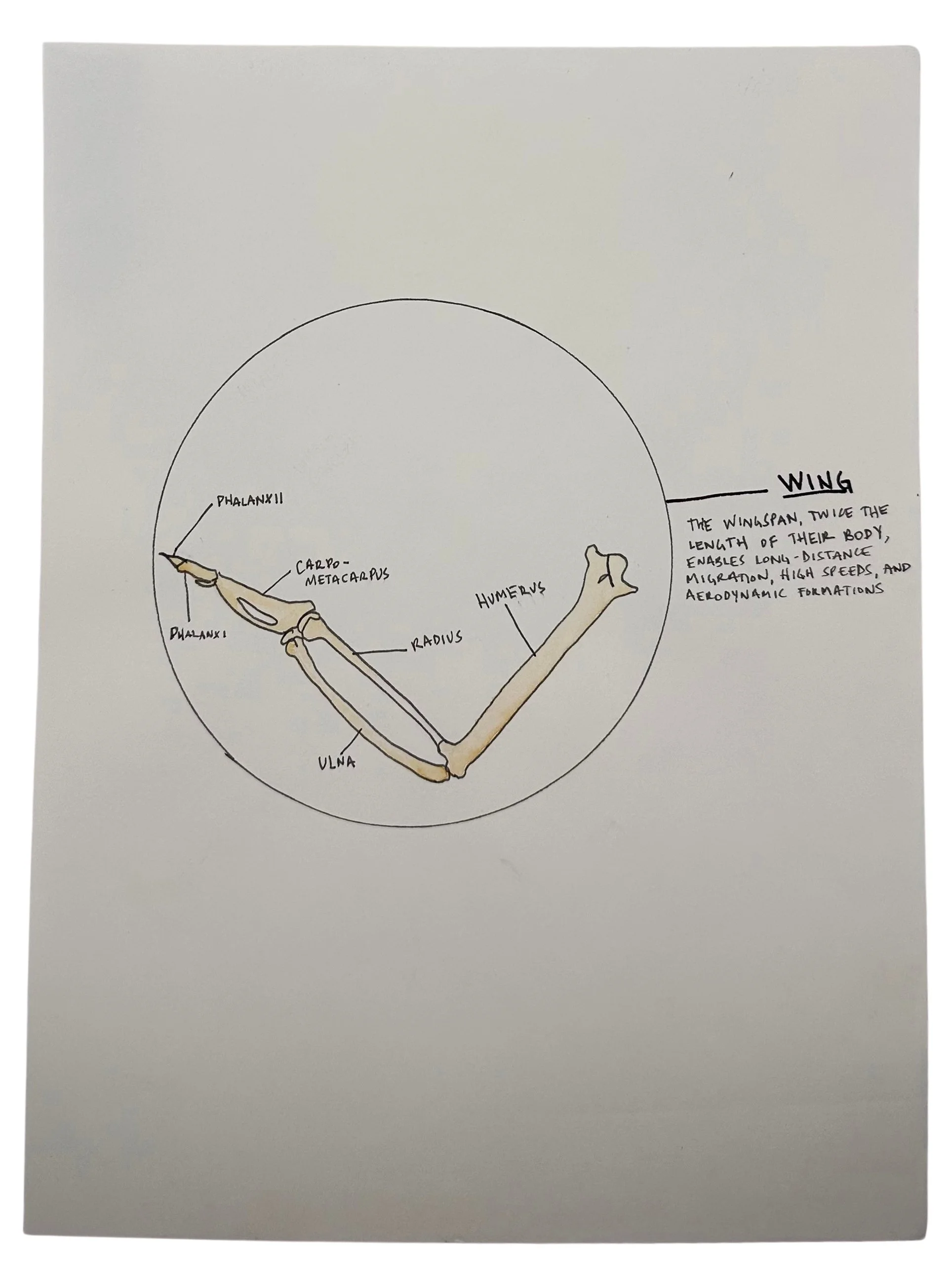 Wing_Bones.jpg