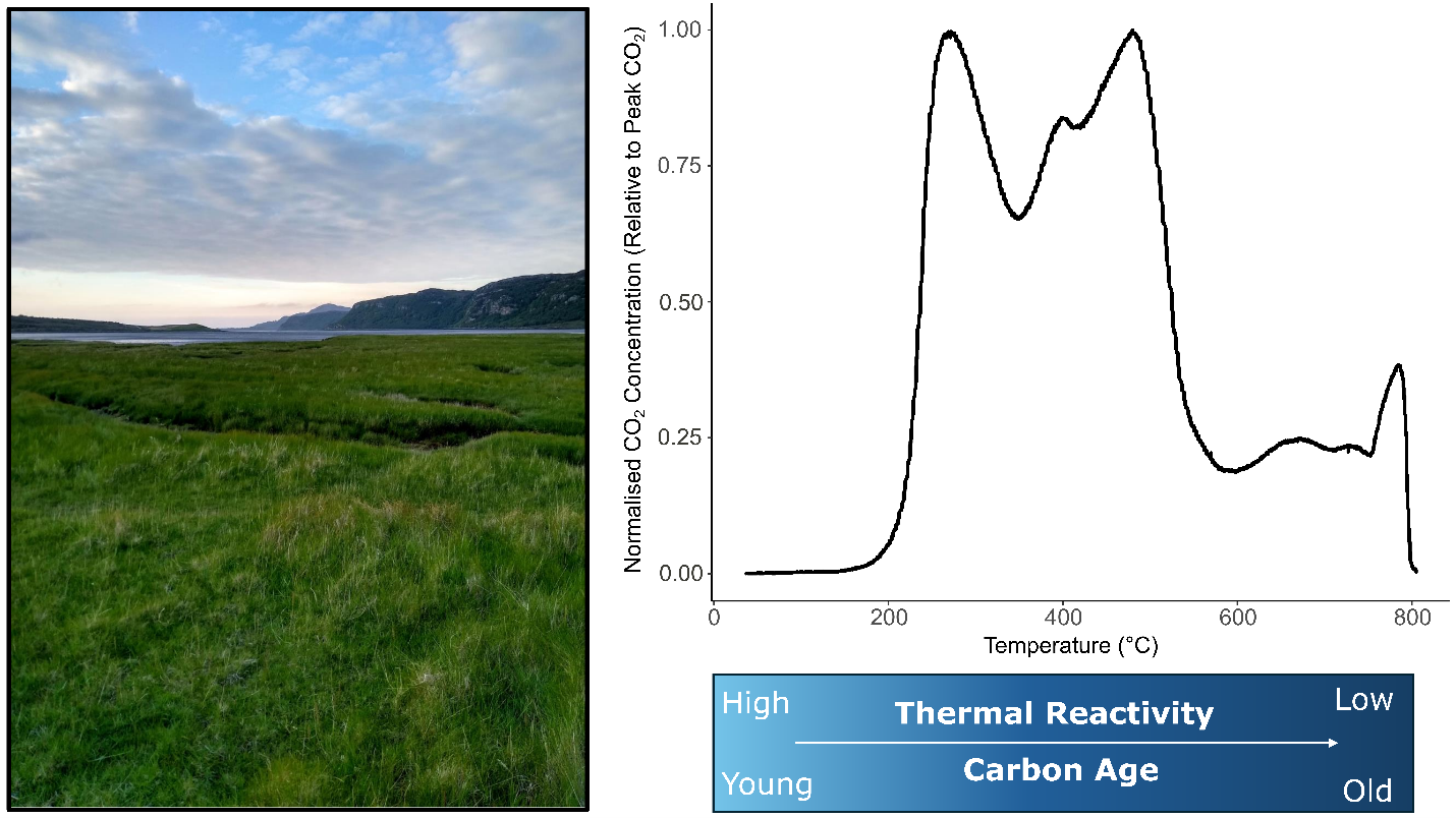 New Study Reveals How Saltmarsh Soils Store and Release Carbon