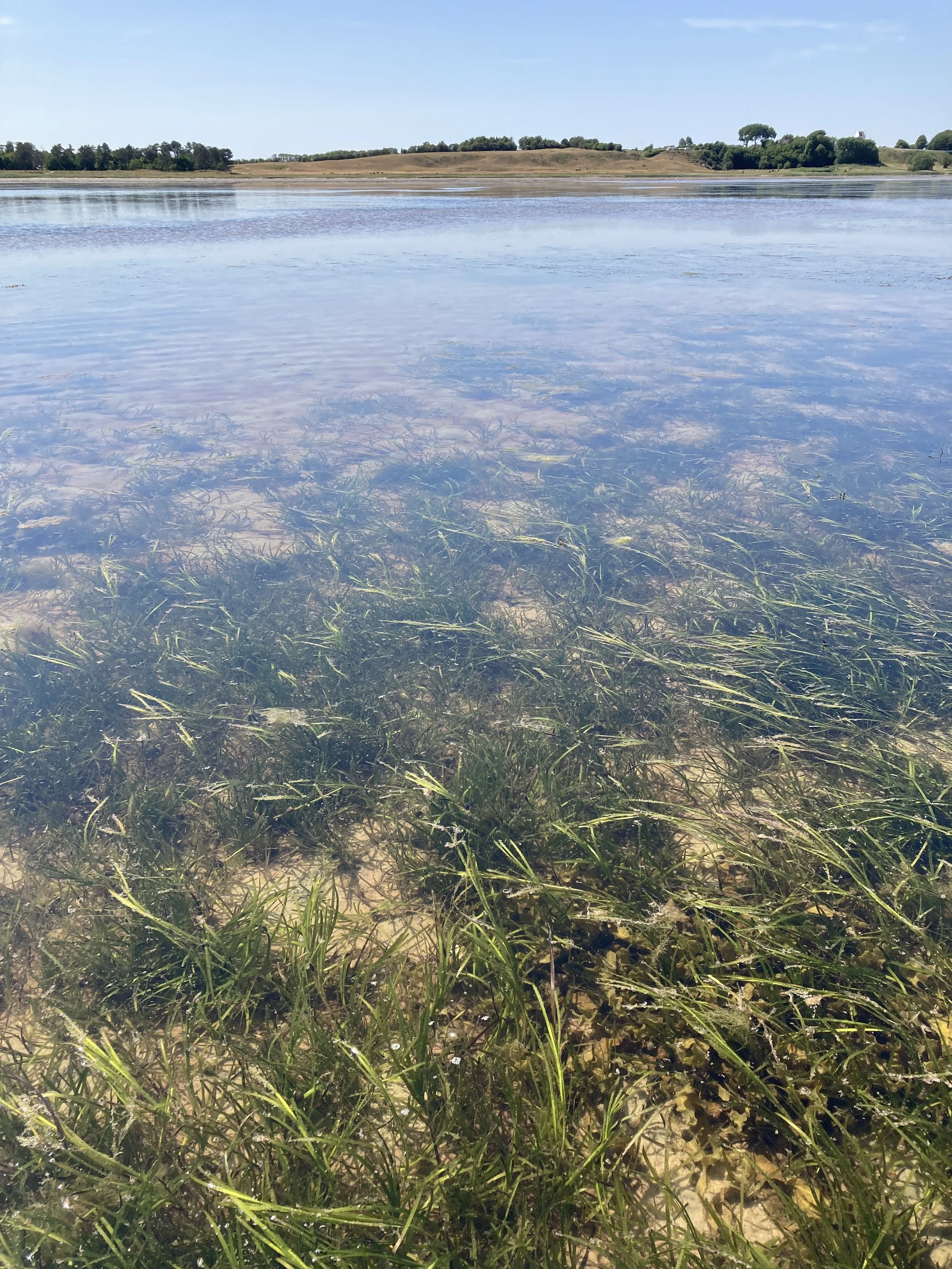 Why Eelgrass Meadows Struggle to Fit&nbsp;Into&nbsp;Carbon Credit Markets