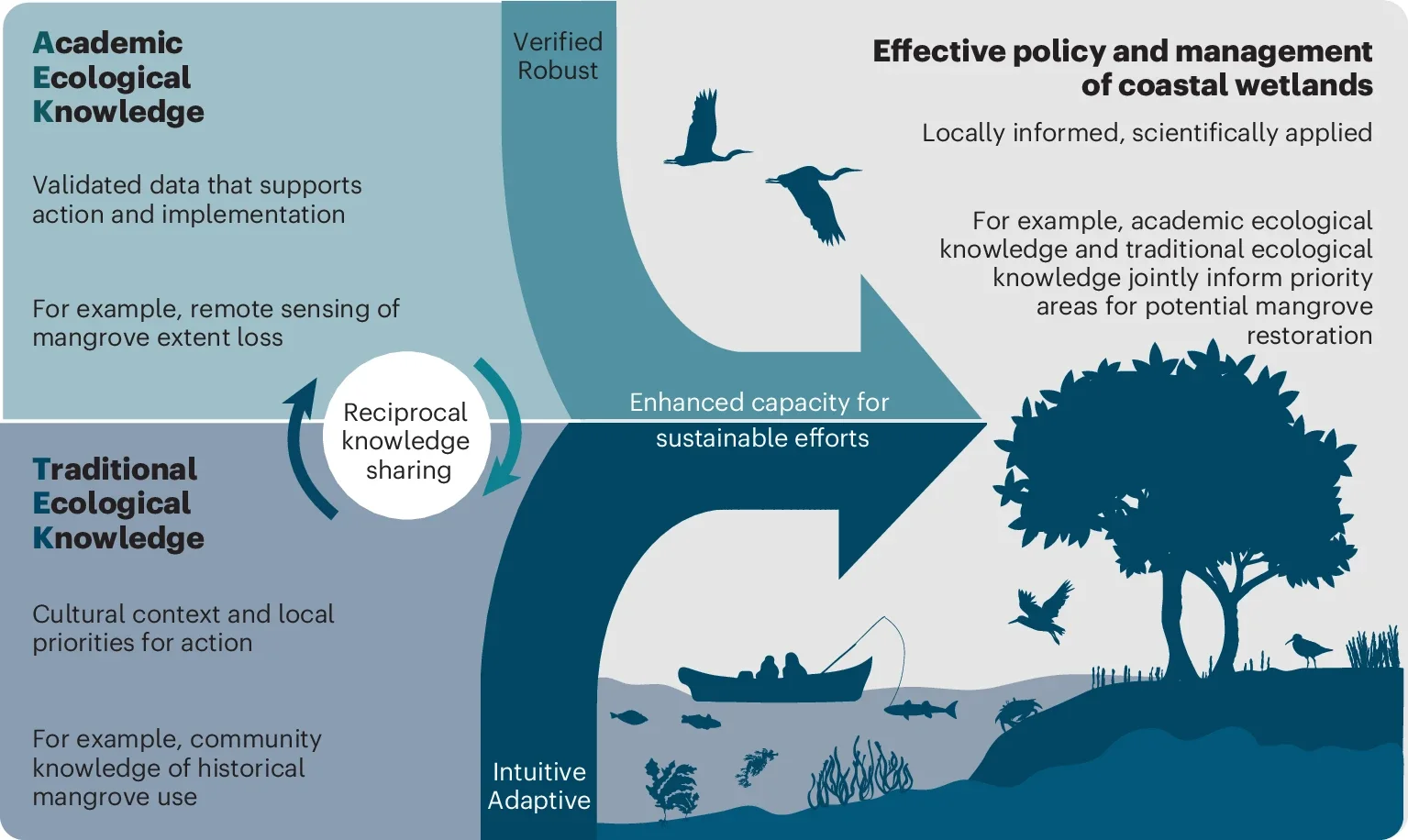 New Global Priorities for Blue Carbon Science