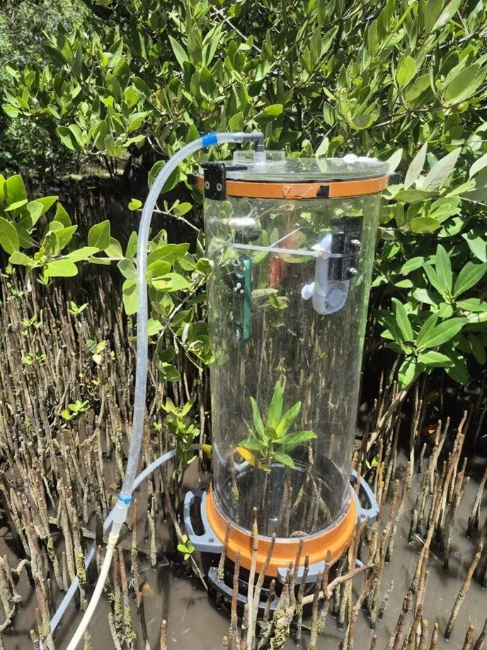 Into the Mangroves: Exploring Blue Carbon in Curaçao