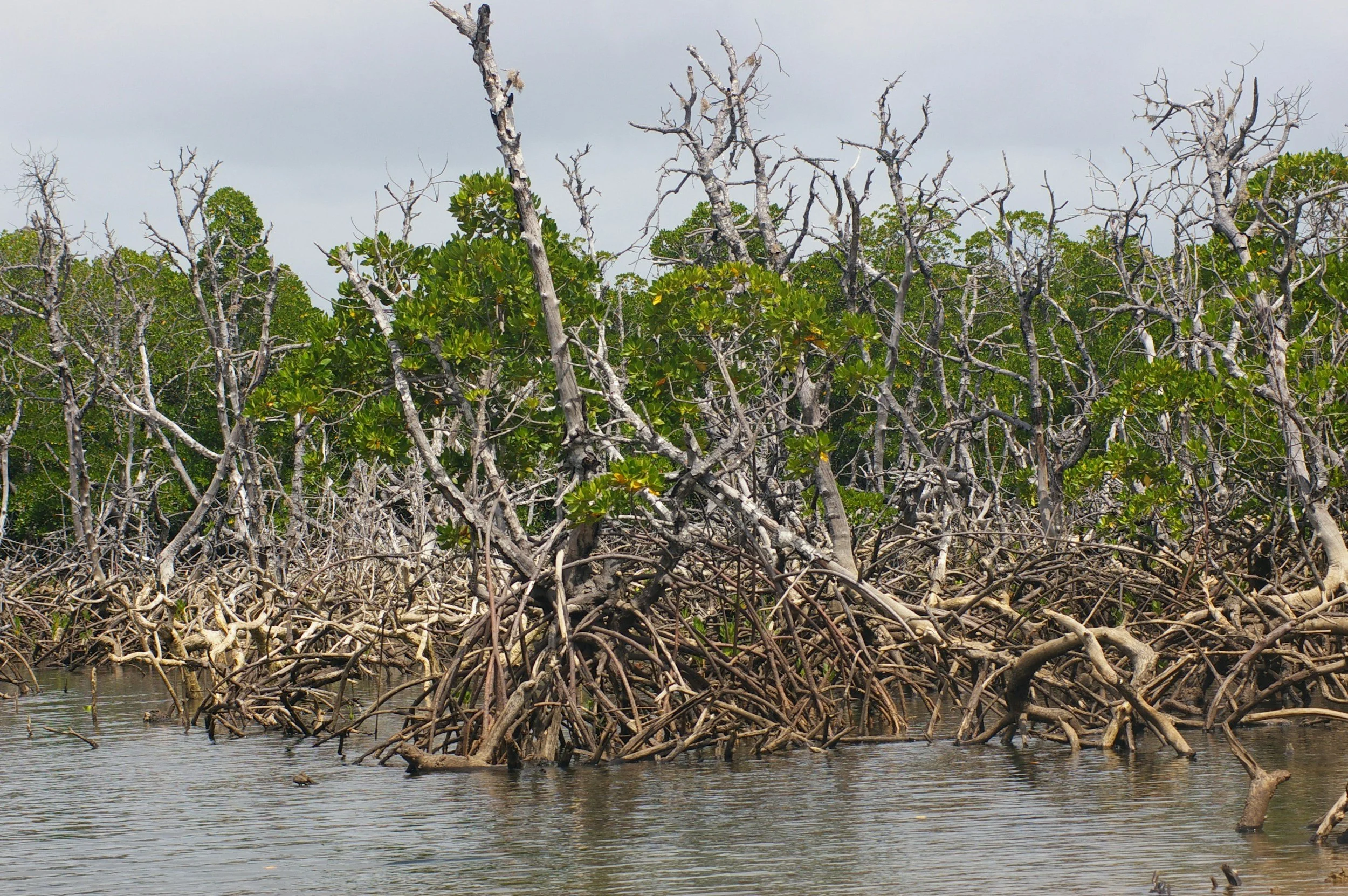New Publication Explores Future Blue Carbon Potential in Indus Delta Mangroves