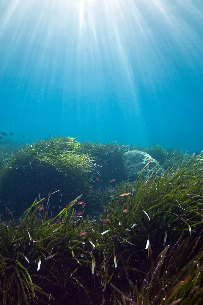 New C-BLUES Policy Brief Highlights Pathways for Integrating Blue Carbon Ecosystems into National Greenhouse Gas Inventories