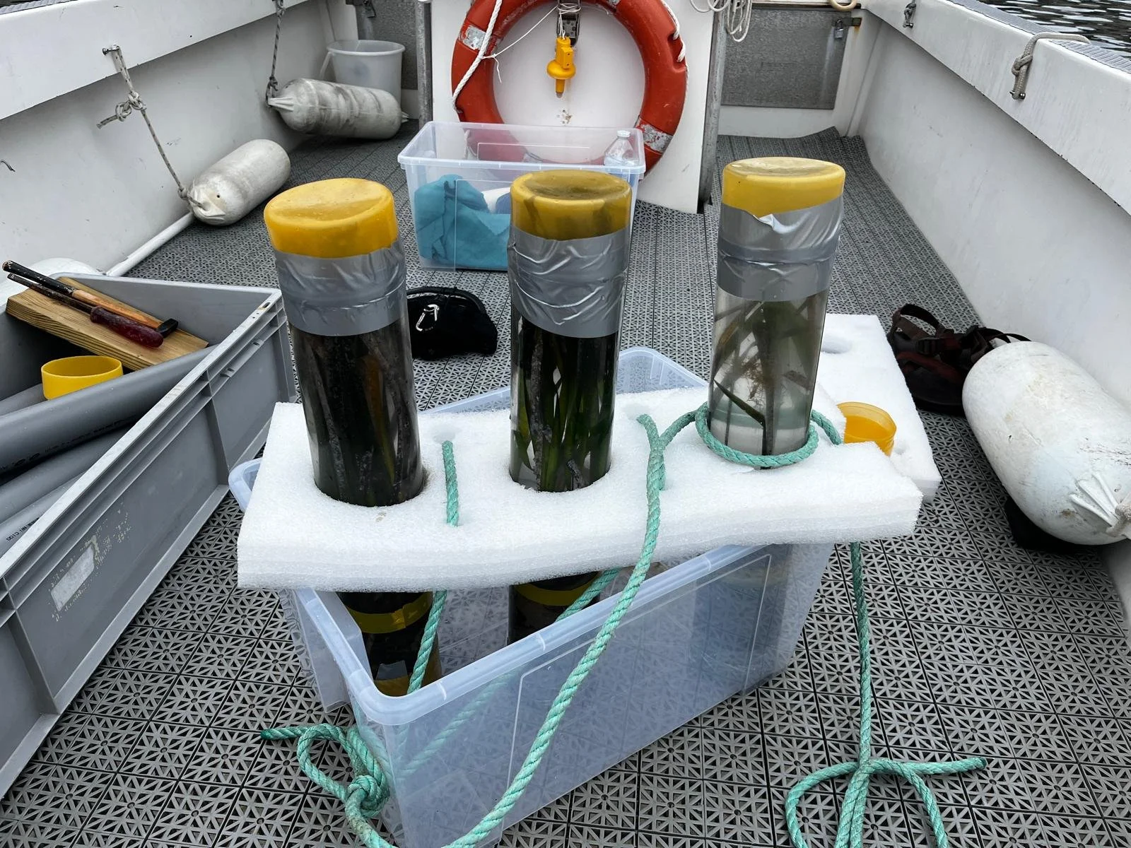 Posidonia cores for incubation