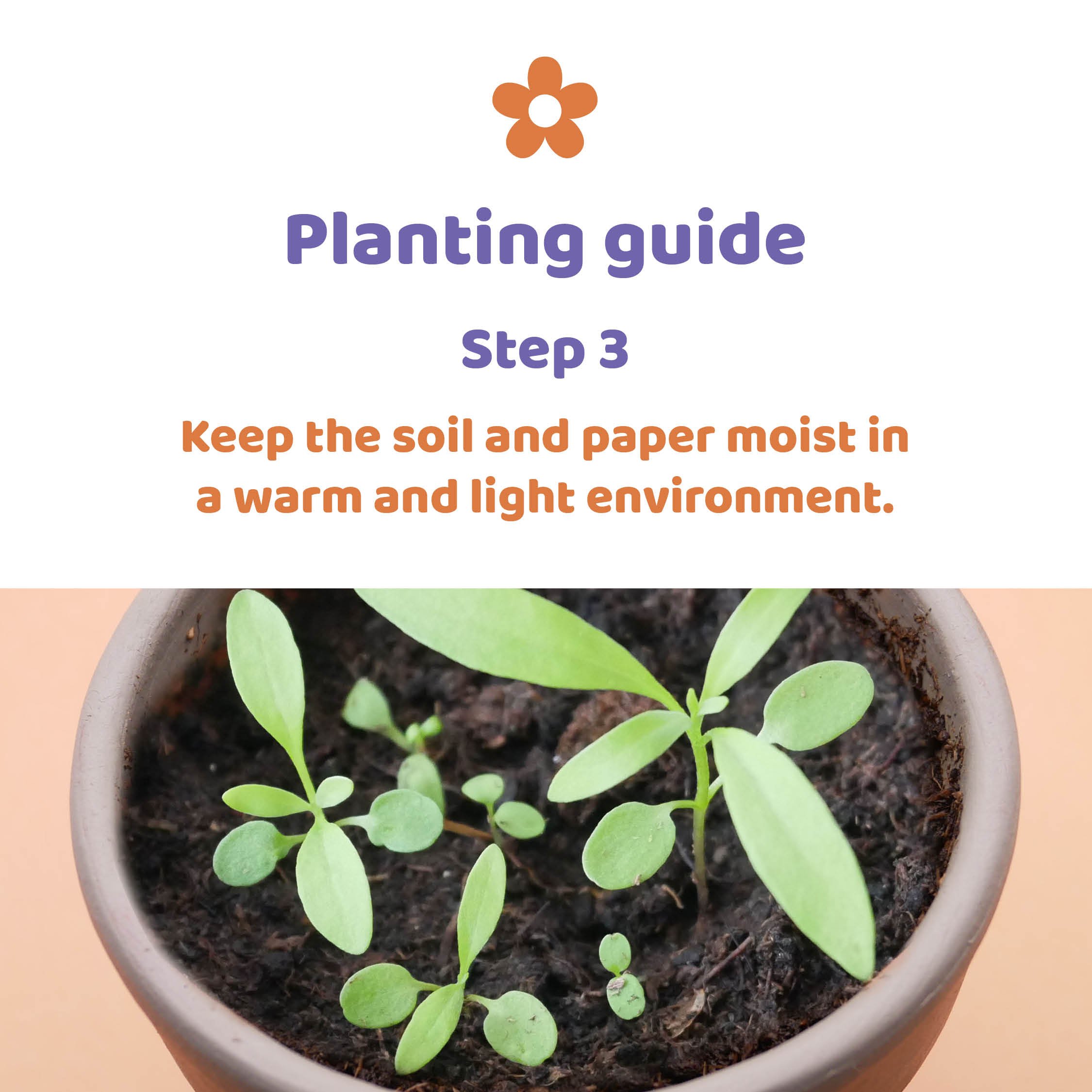 Planting guide step three - water and light