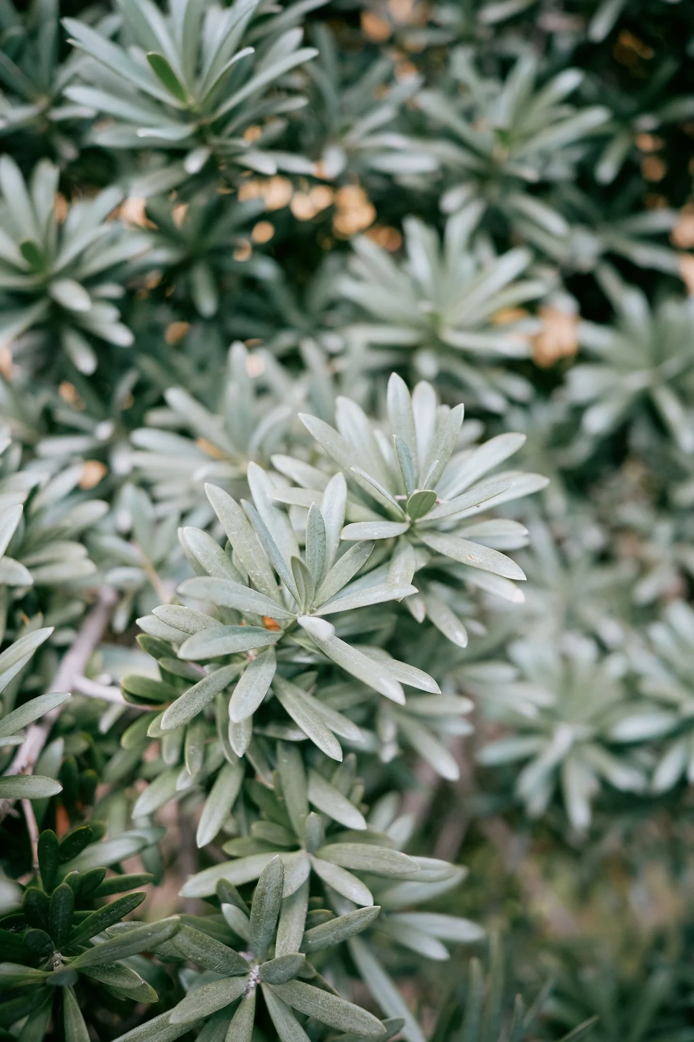 Grön växt med smala, avlånga blad med silvrig ton.