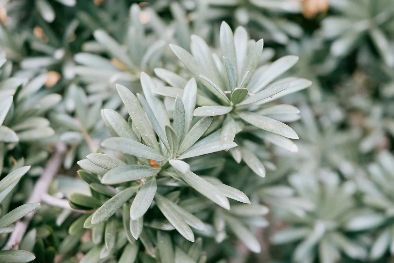 Närbild av silvriga, smala blad på en växt.