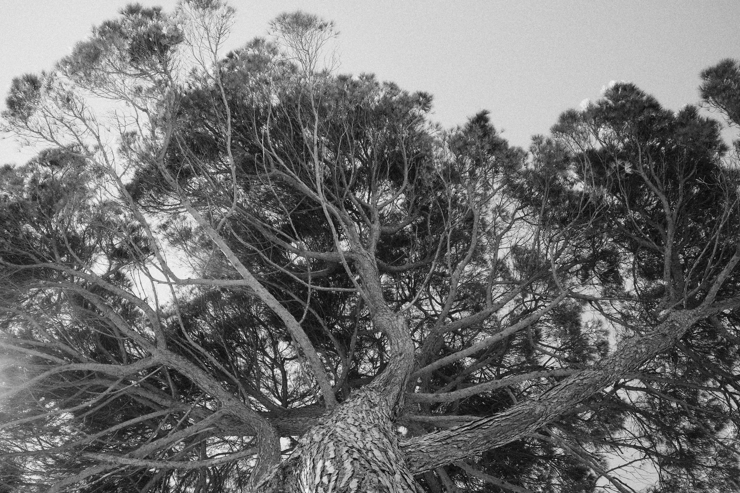 Cypress tree in Tuscan landscape near Borgo Bucciano