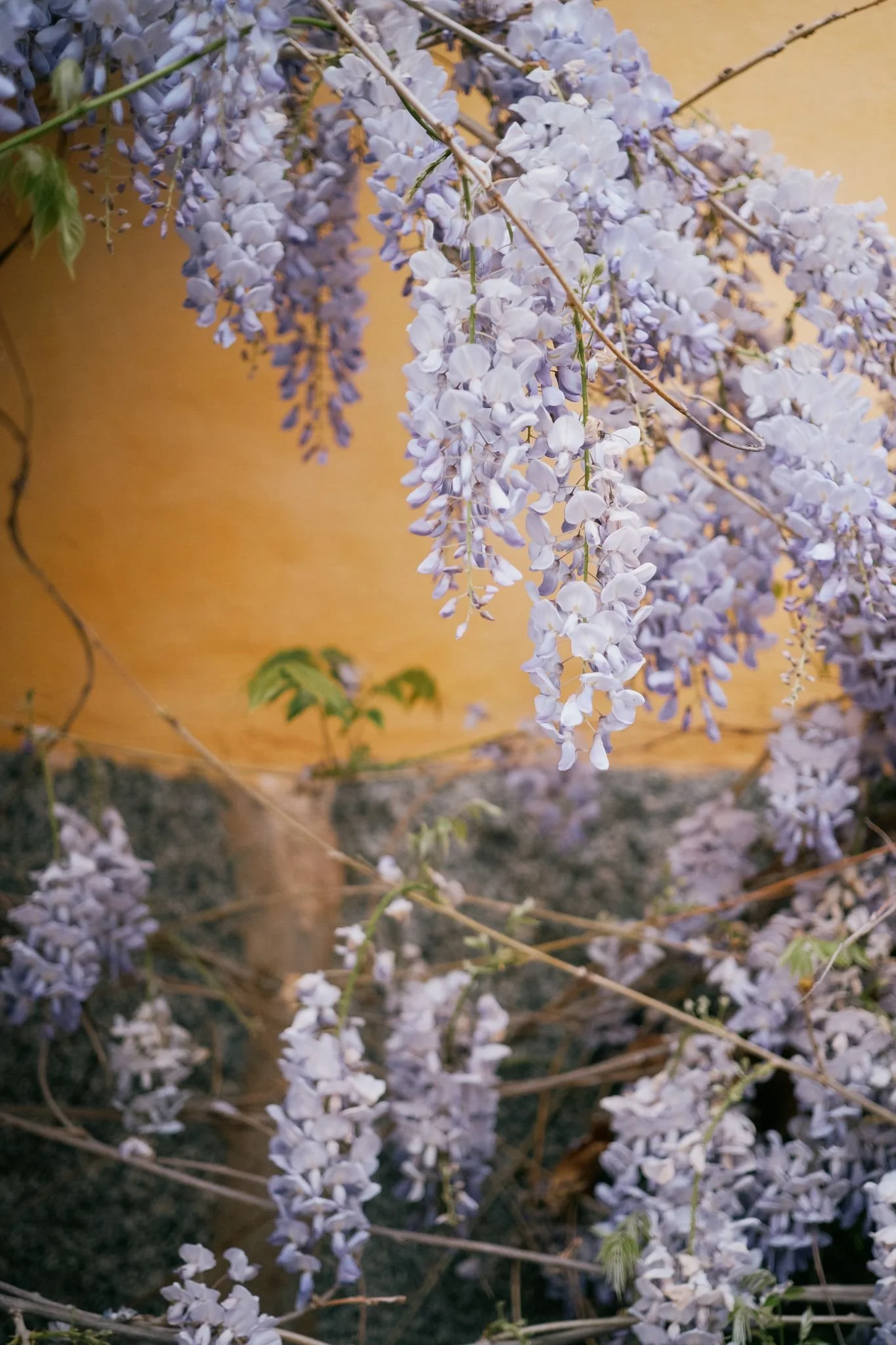 Lila blommor hängande från grenar framför en gul vägg
