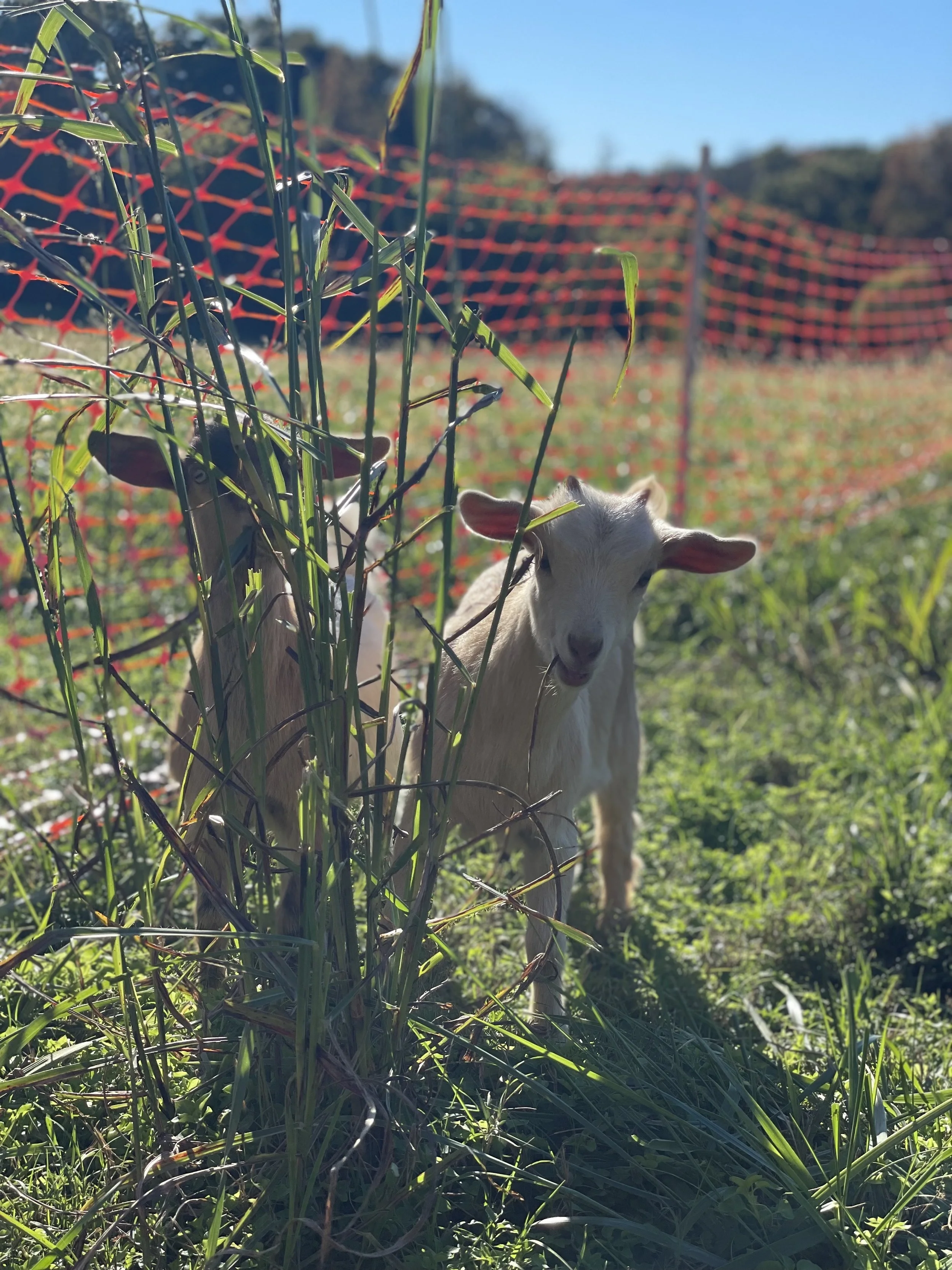 Goats eating grass.jpg