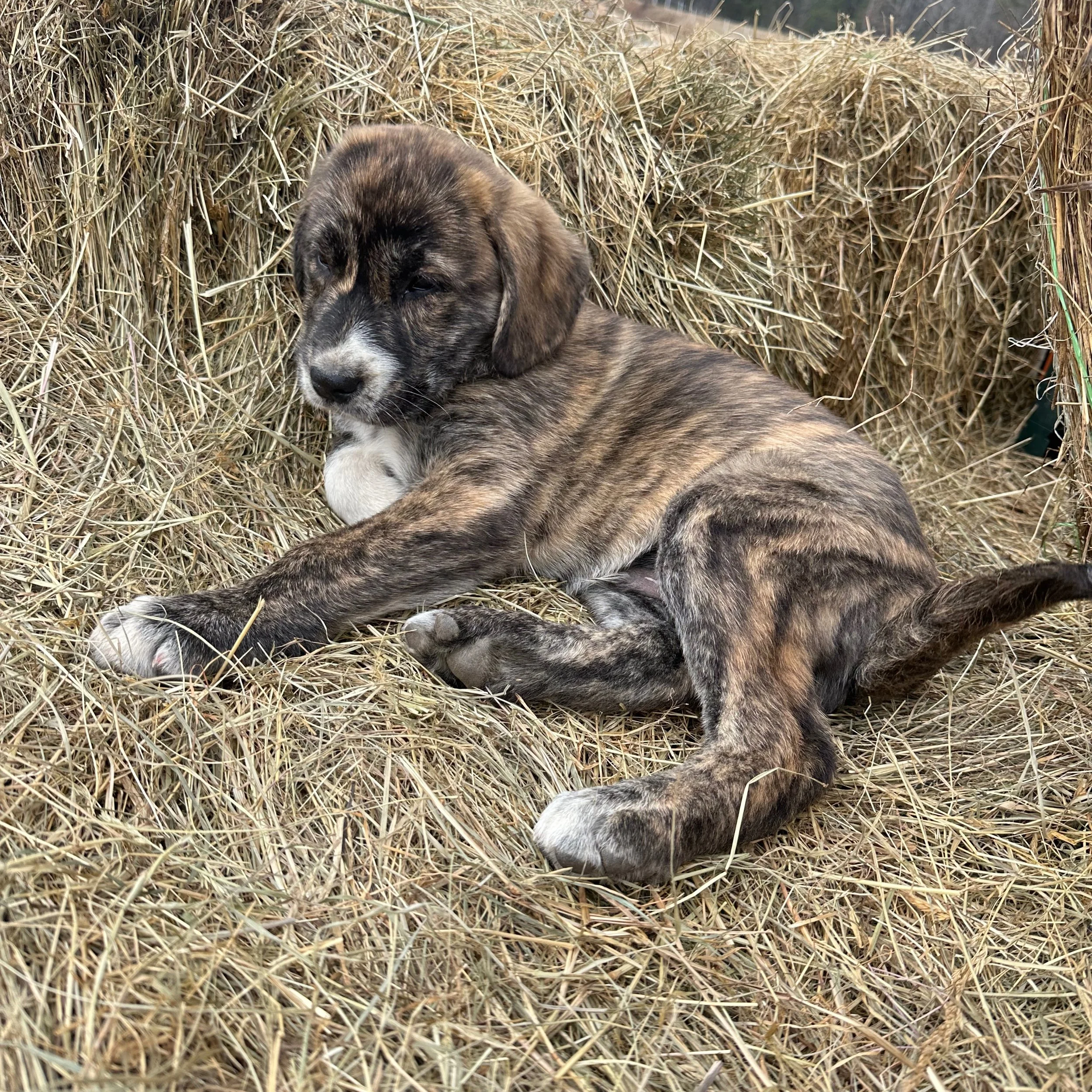 Are Central Asian Shepherds Aggressive? Understanding the True Temperament of Livestock Guardian Dogs
