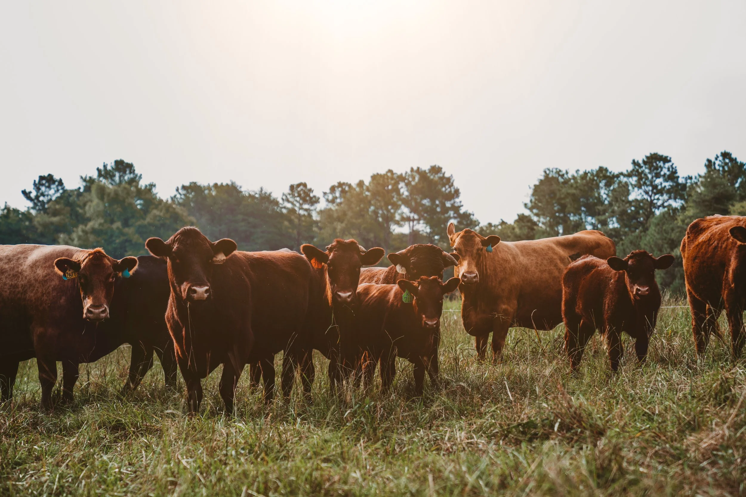 A group of cows grazing in a field with trees in the background on a sunny day.