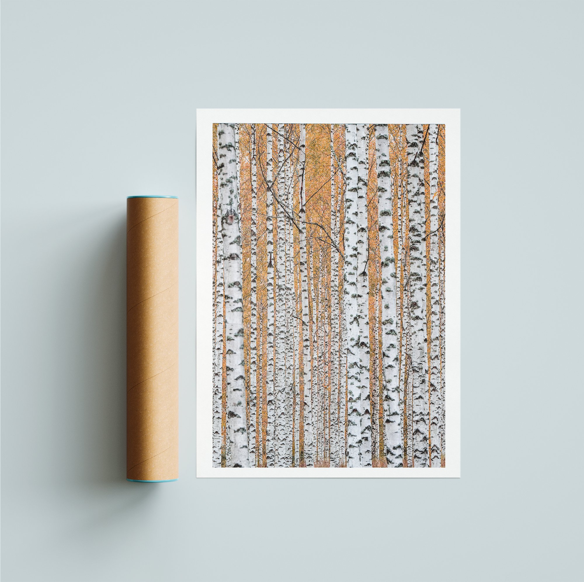birches in october rulla.jpg