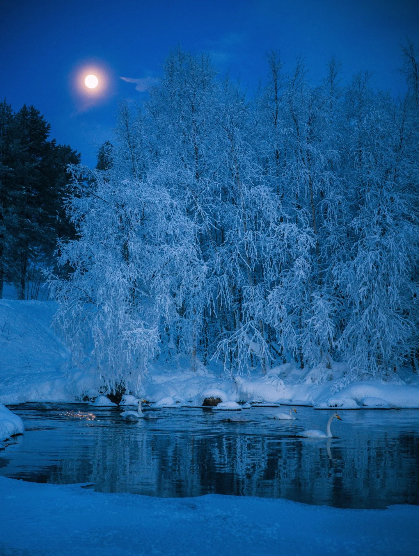 Swans under the moonlight 🌙🦢🇫🇮