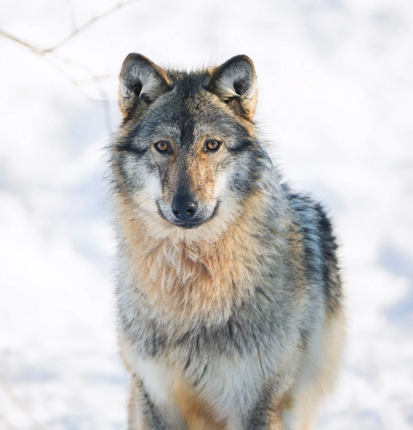 The wolf posed beautifully for the camera 🐺📸😍