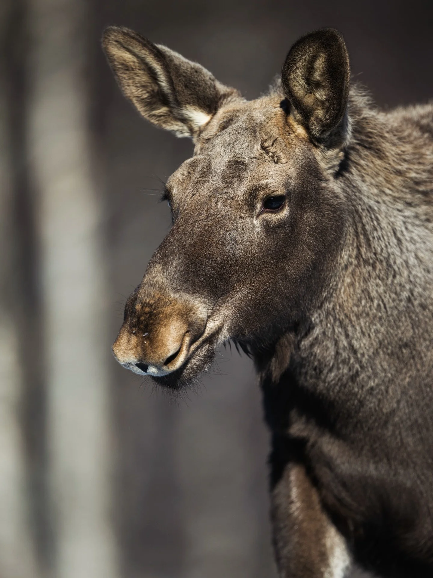 The moose posed 🫎