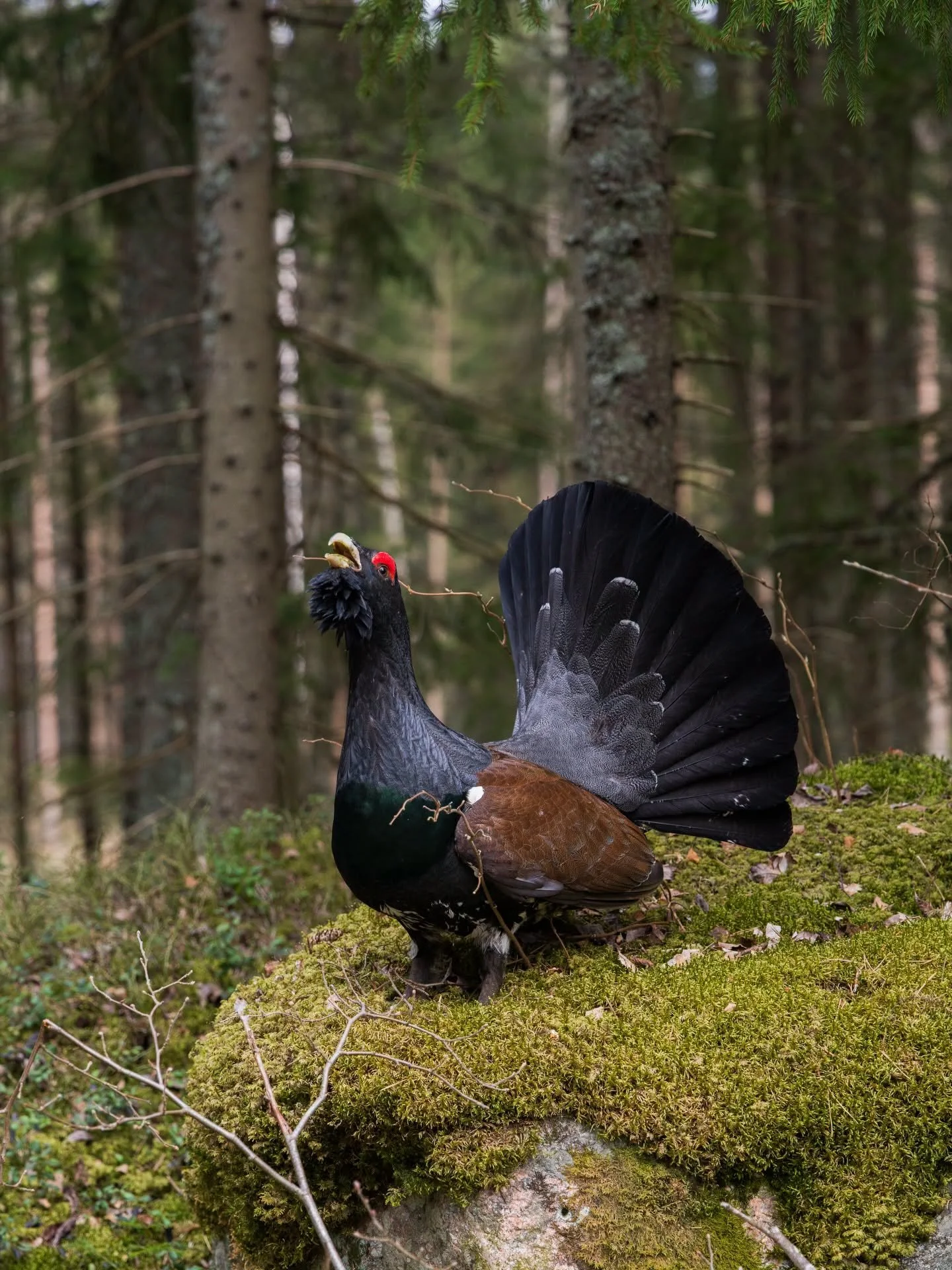 The capercaillie in the spring forest wanted photos of itself 📷