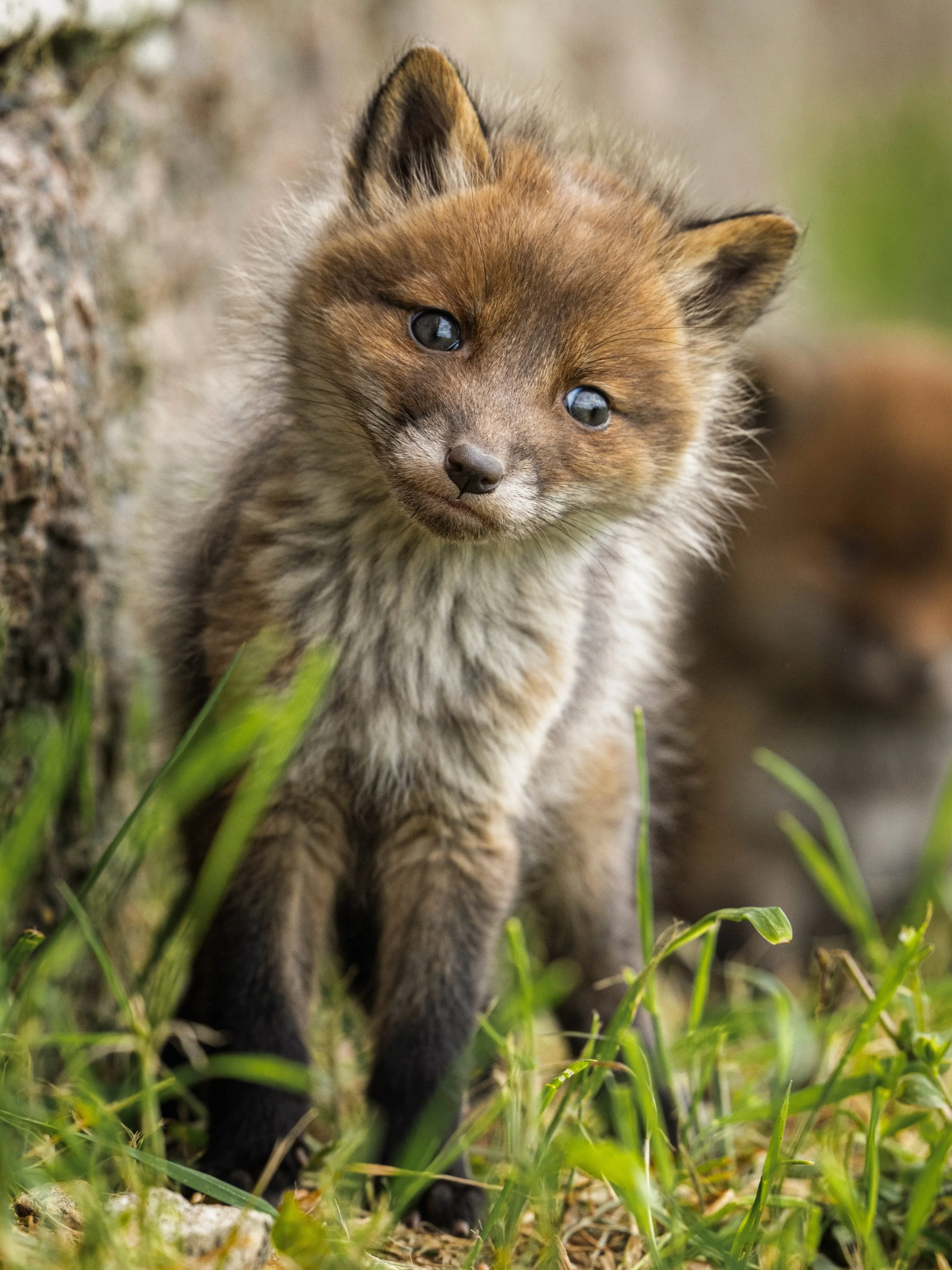 It was such a joy to follow the lives of these fox cubs, until sadly a raccoon dog took them away. 😢