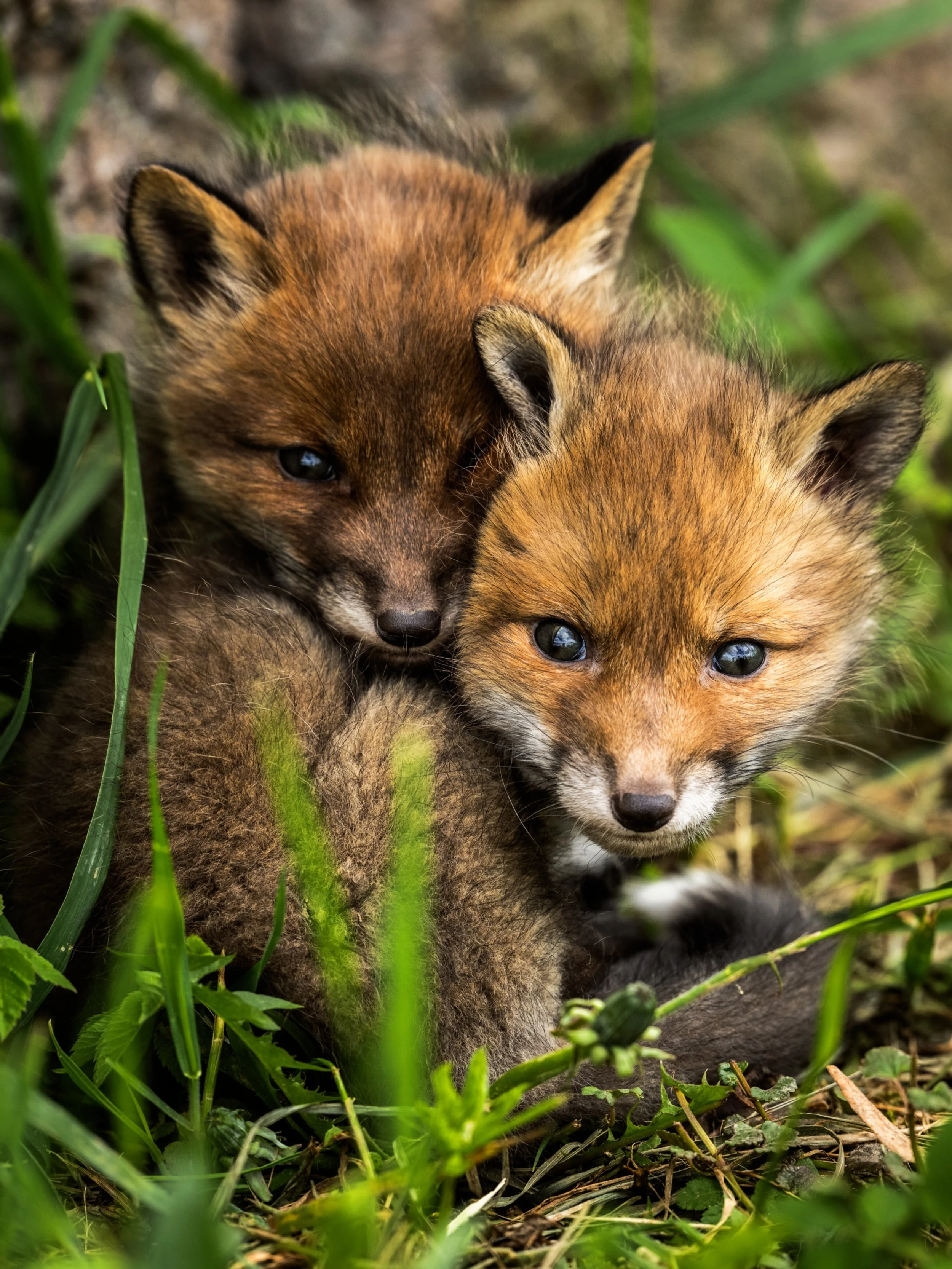 🦊🦊 so cute! 🇫🇮