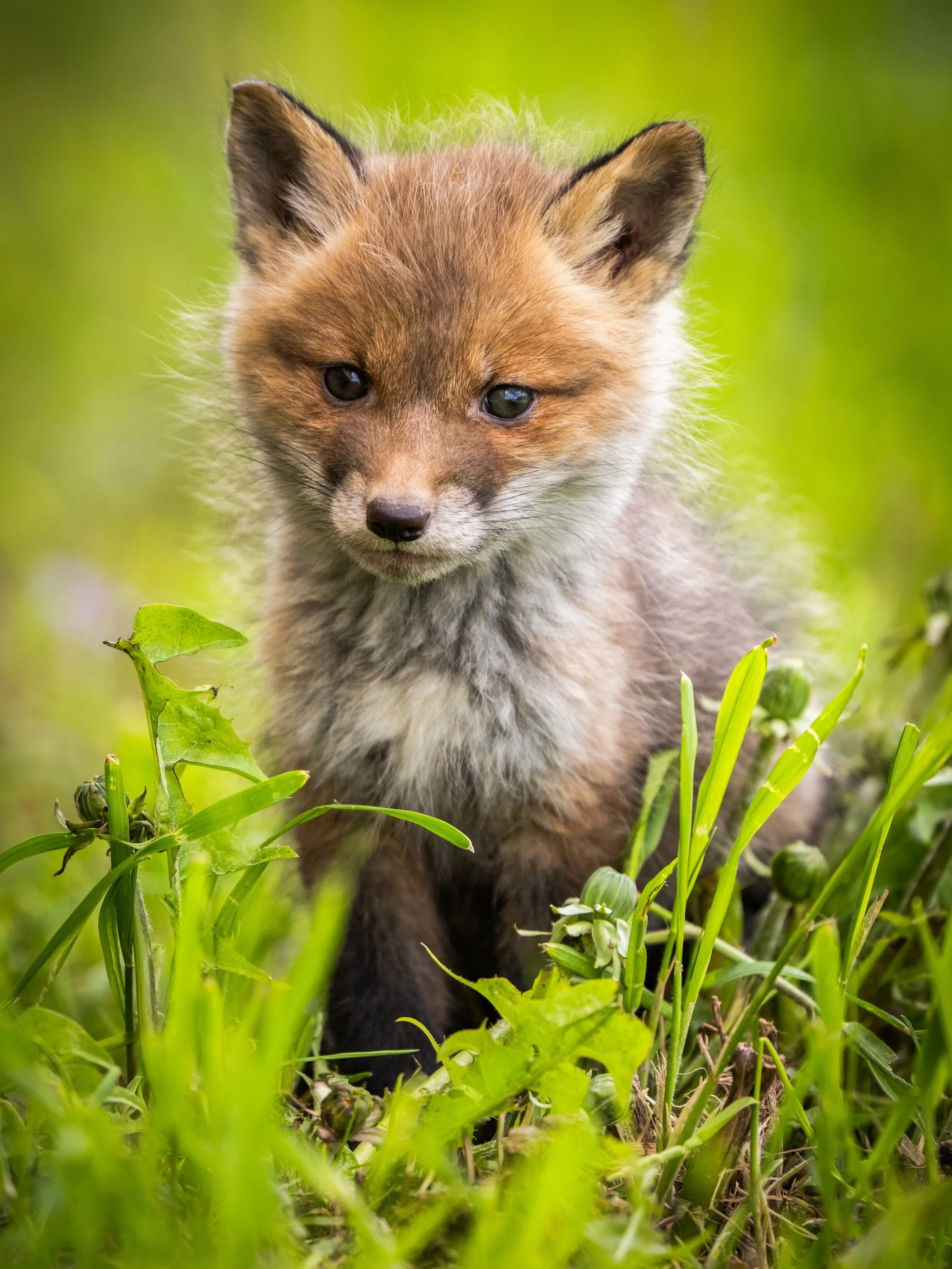 Little fox cubs enjoying a beautiful spring evening. 🦊🌿