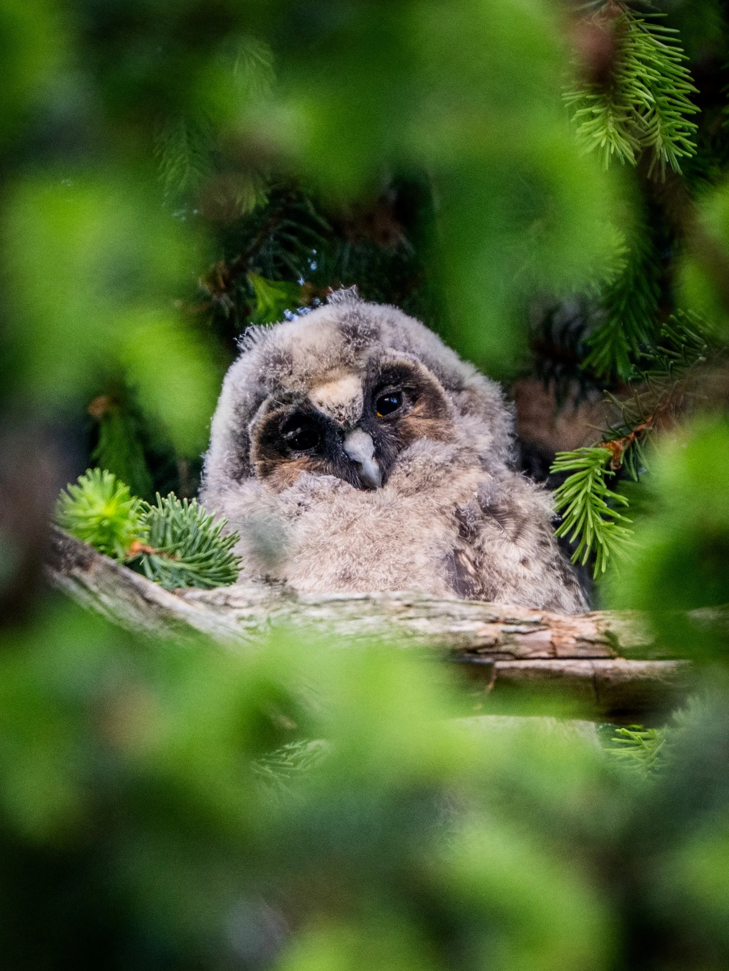 Photos of Long-eared Owl chicks 🦉 Which one is your favorite? 📸