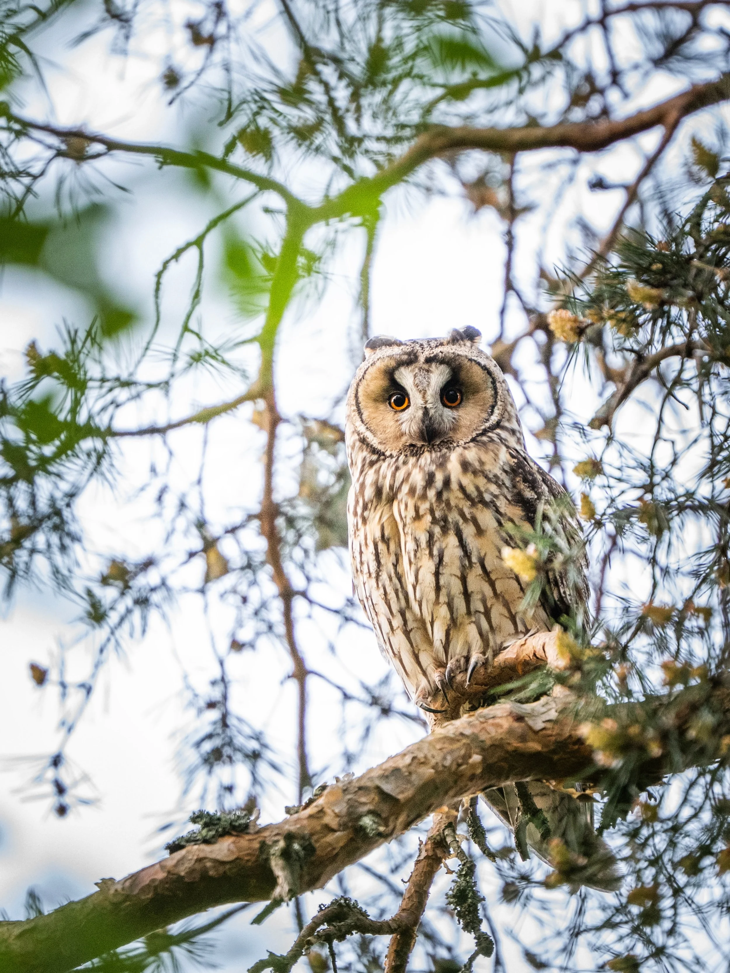 The long-eared owl is keeping a close watch. 🦉