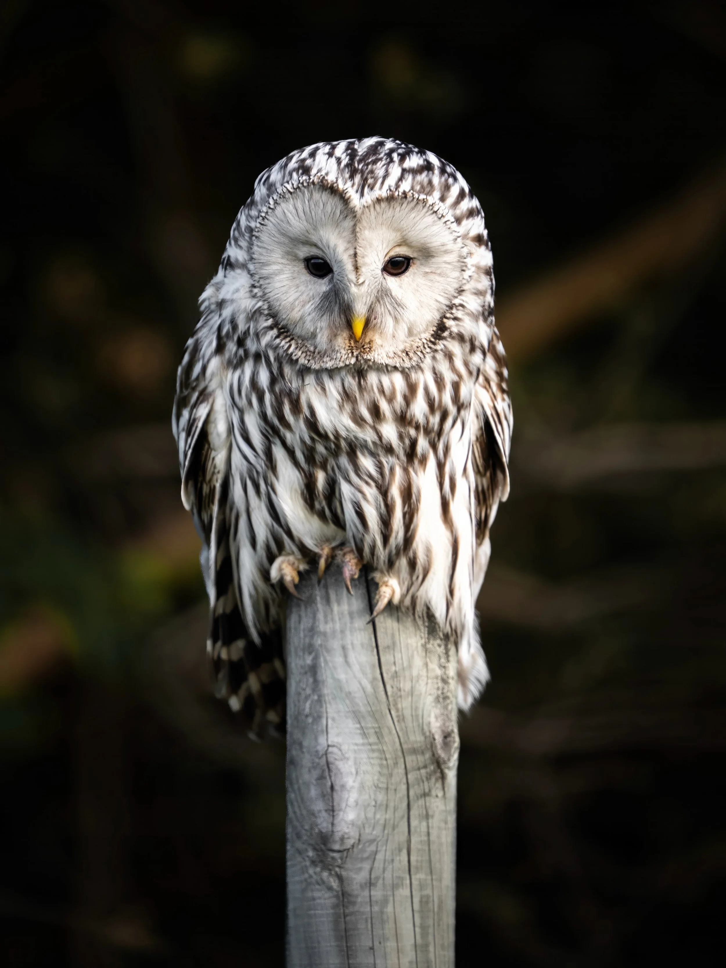 The Ural Owl posed beautifully! 🦉✨ Here are photos taken with both a 400mm and an 800mm lens. Which one is your favorite? 📸