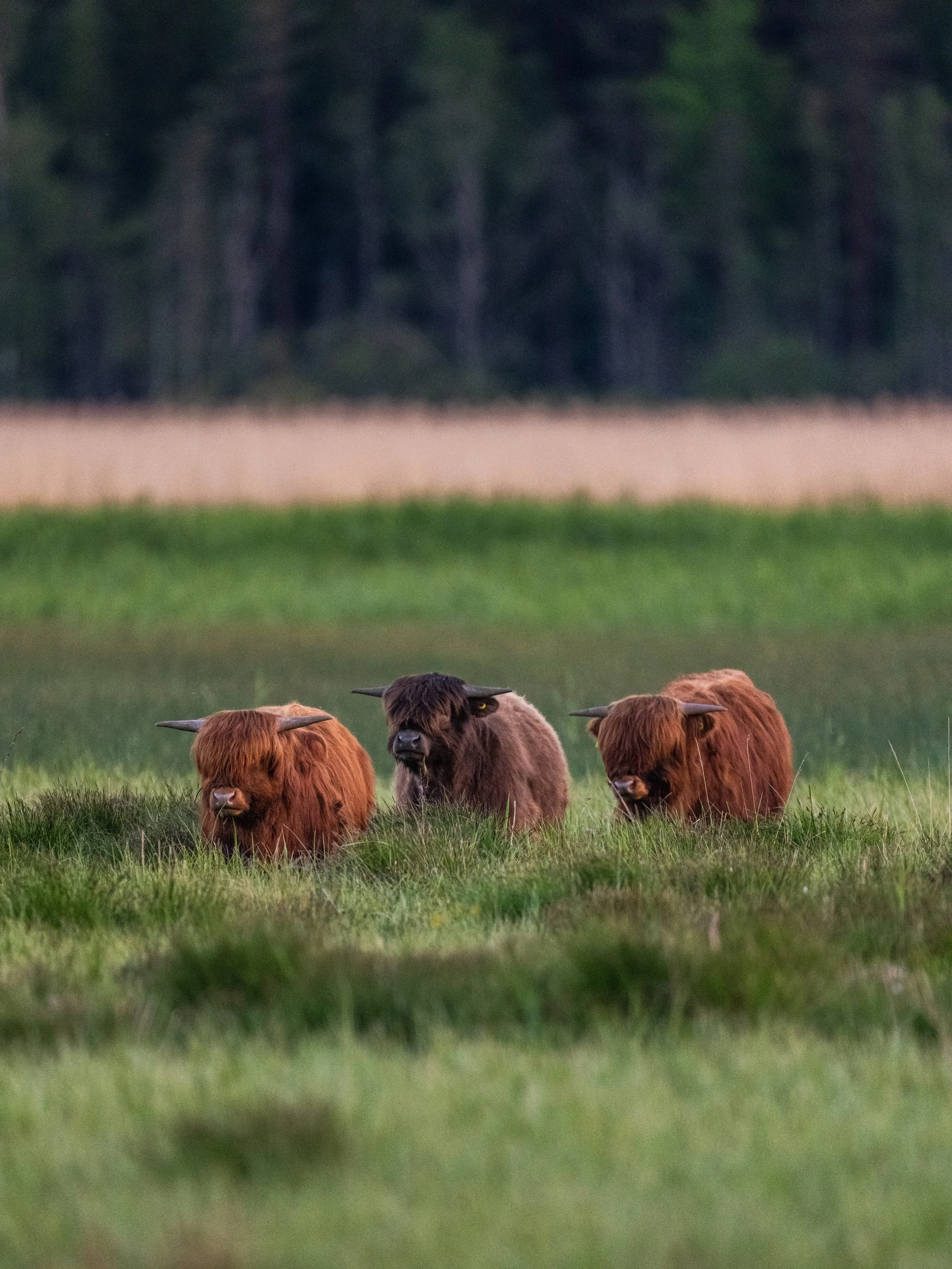 Highland cattle and their photogenic poses in Porvoo. Which one is your favorite? 🐂📸