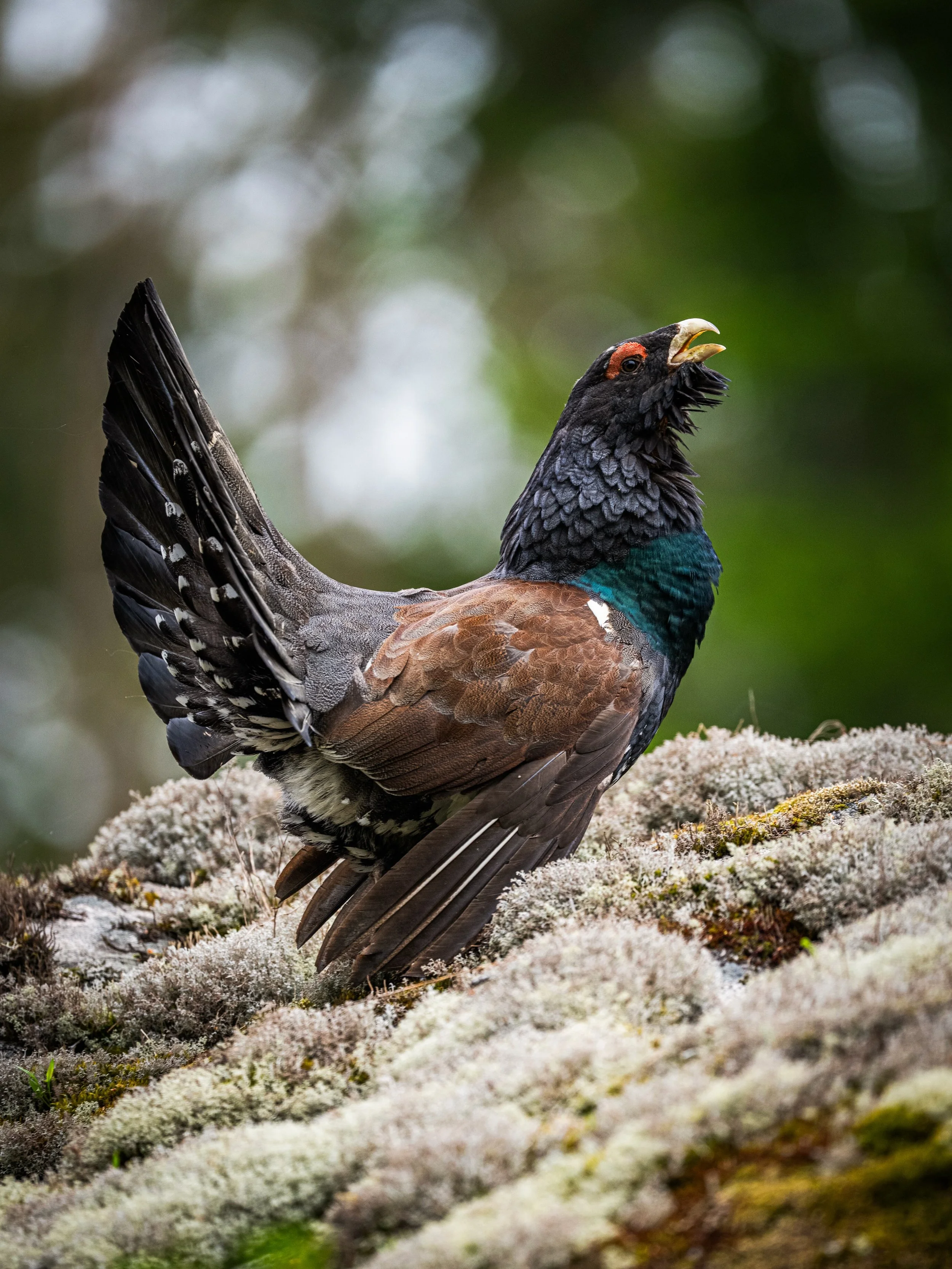 12 photos of a capercaillie &ndash; which one is your favorite? 📸