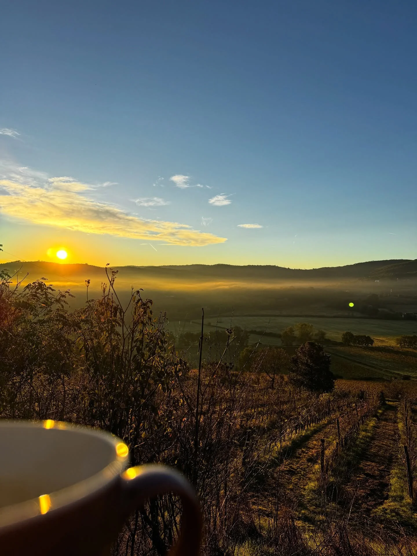 Sunrise over the vineyard at the villa where we are staying 🌄💛☕️

#tuscany #vinyard #morningcoffee