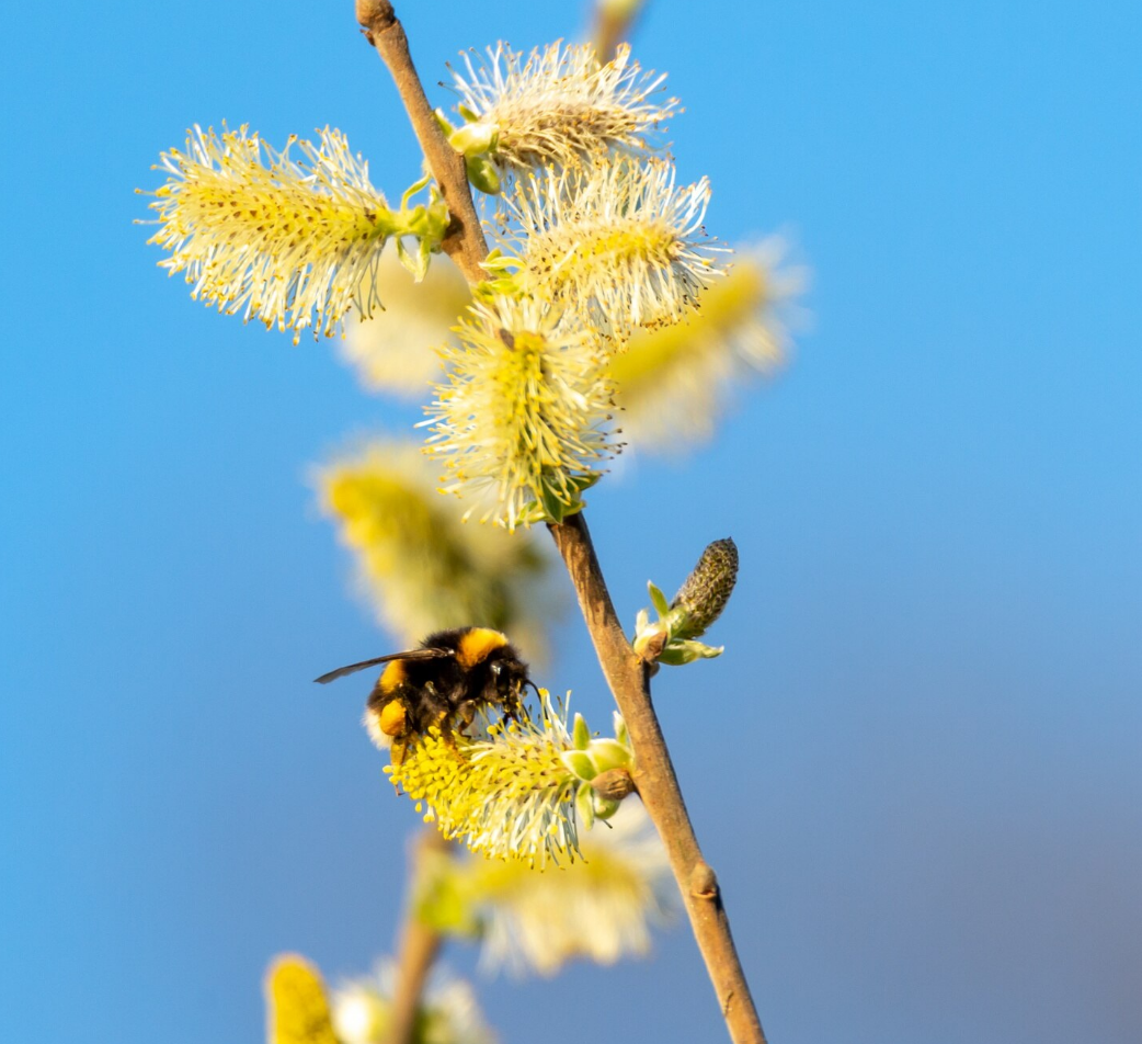 Irreplaceable. - Purchase the entire course