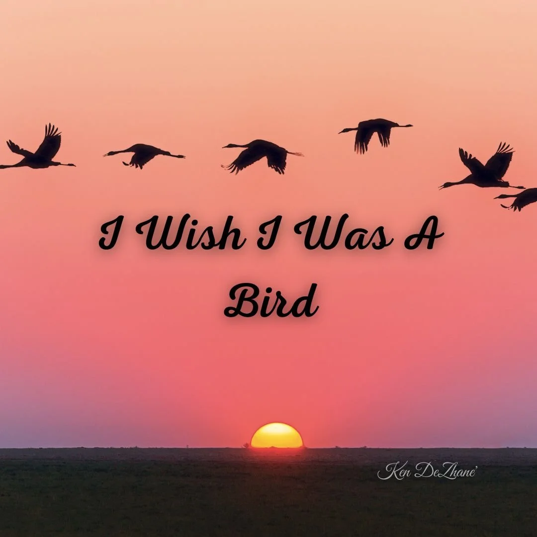 I Wish I was a Bird