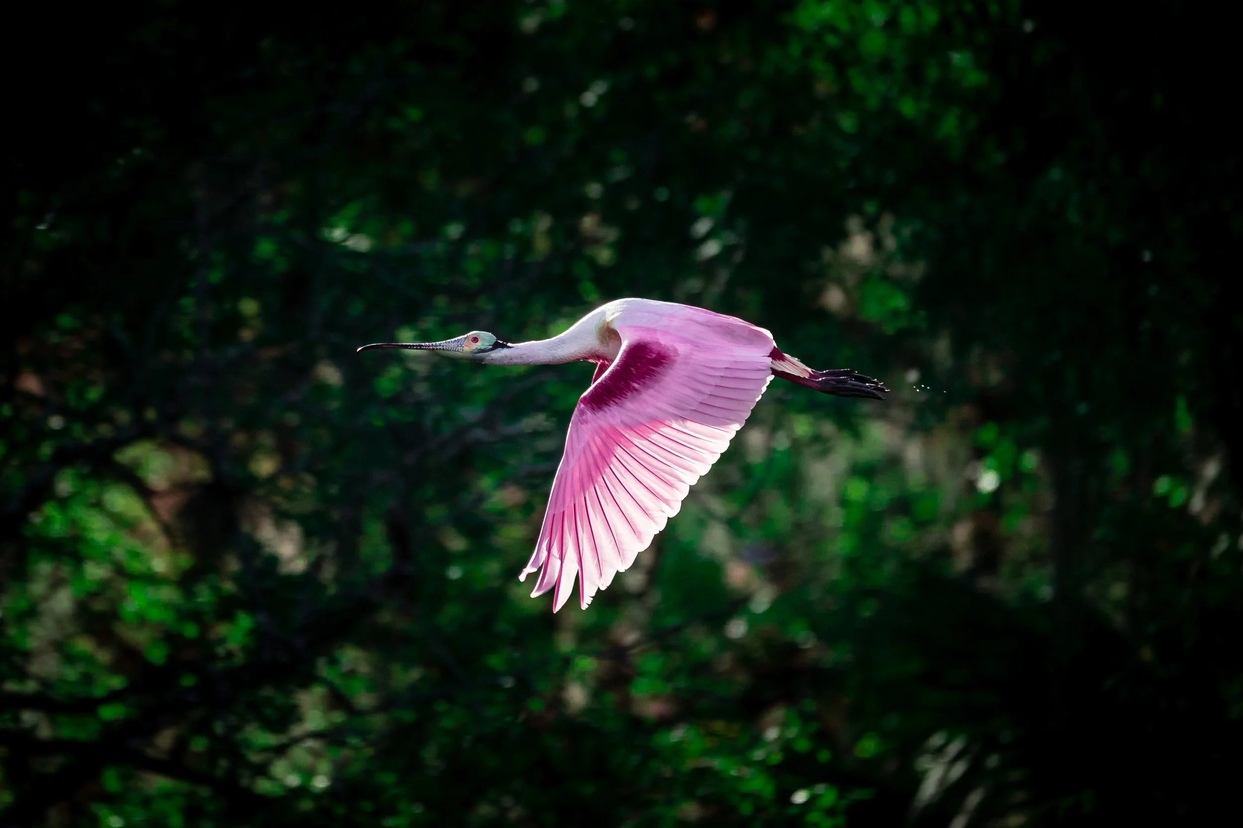 Photo Feb 28 2021, 8 38 24 AM.jpg