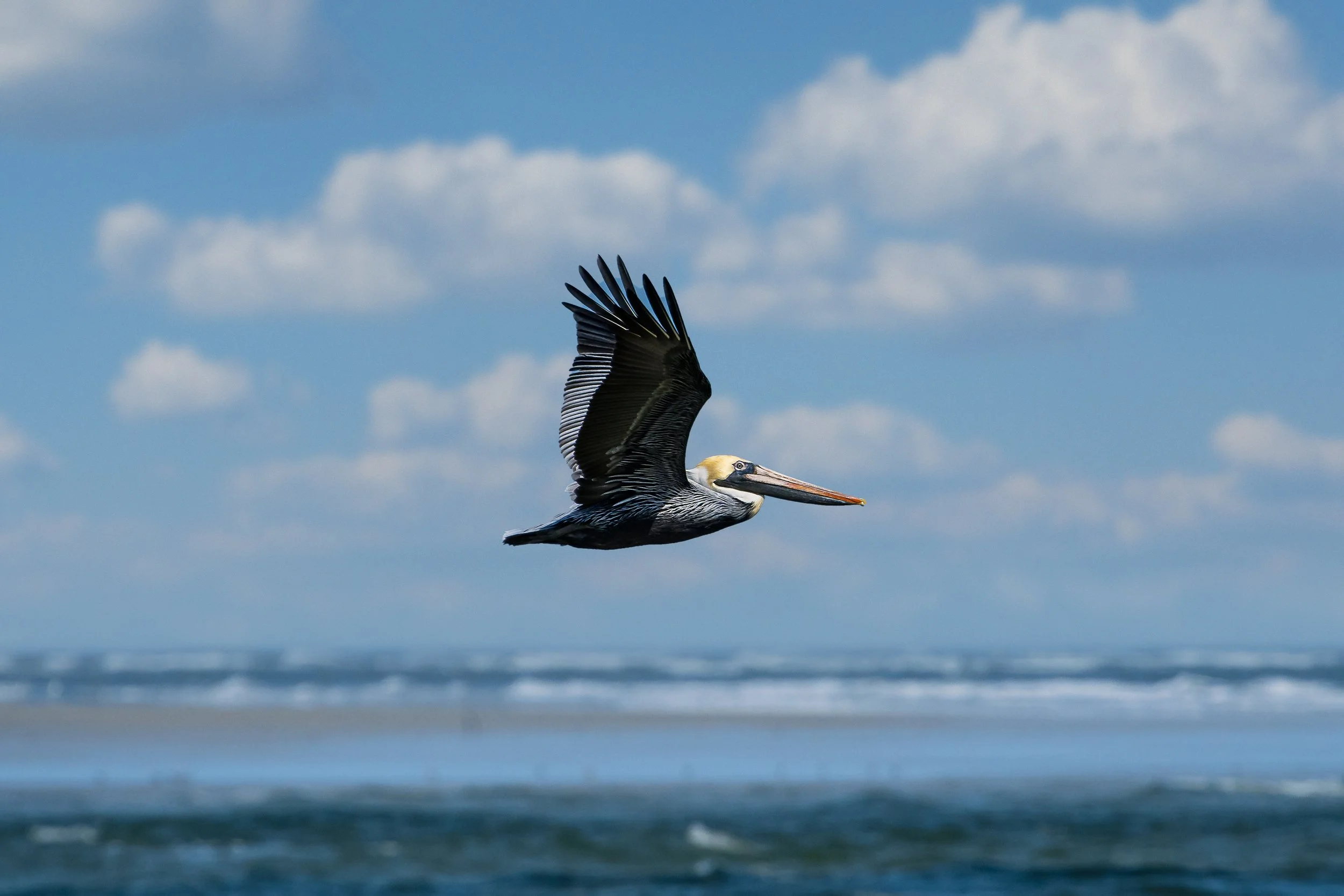 Photo Jan 30 2021, 12 07 12 PM.jpg