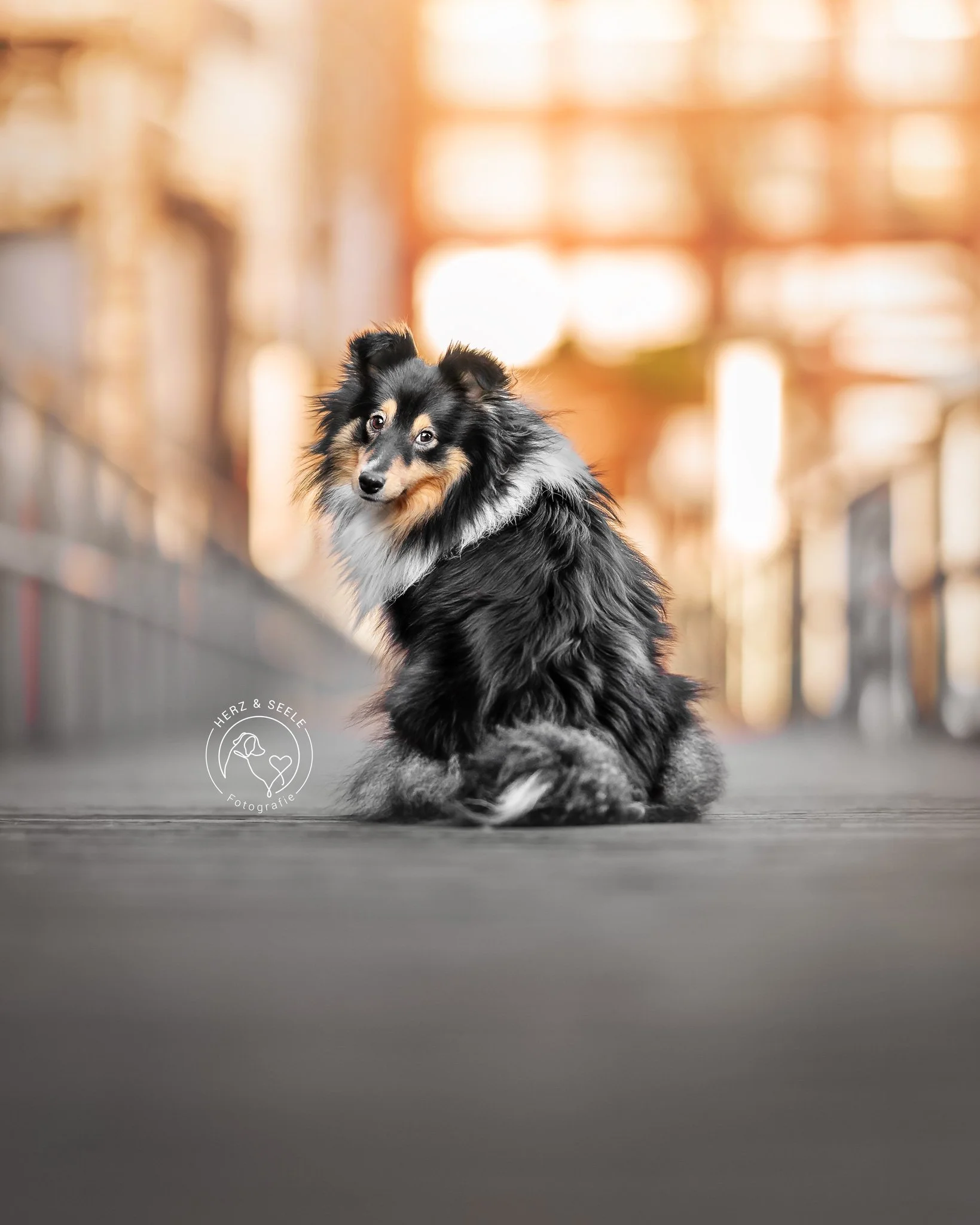 Der Schlüssel zum gelungenen Hundefotoshooting: Das ausführliche Vorgespräch