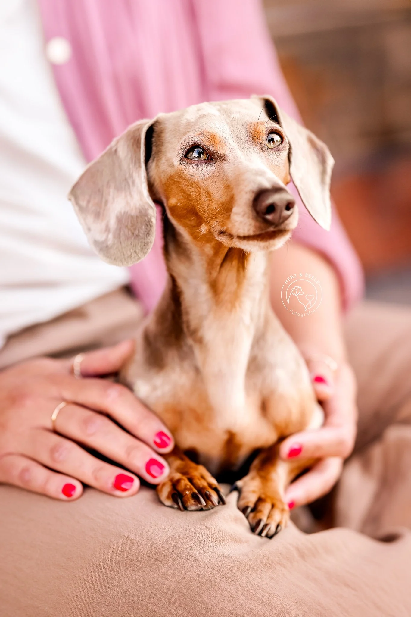 Indirekte Mensch-Hund-Bilder Teil 1