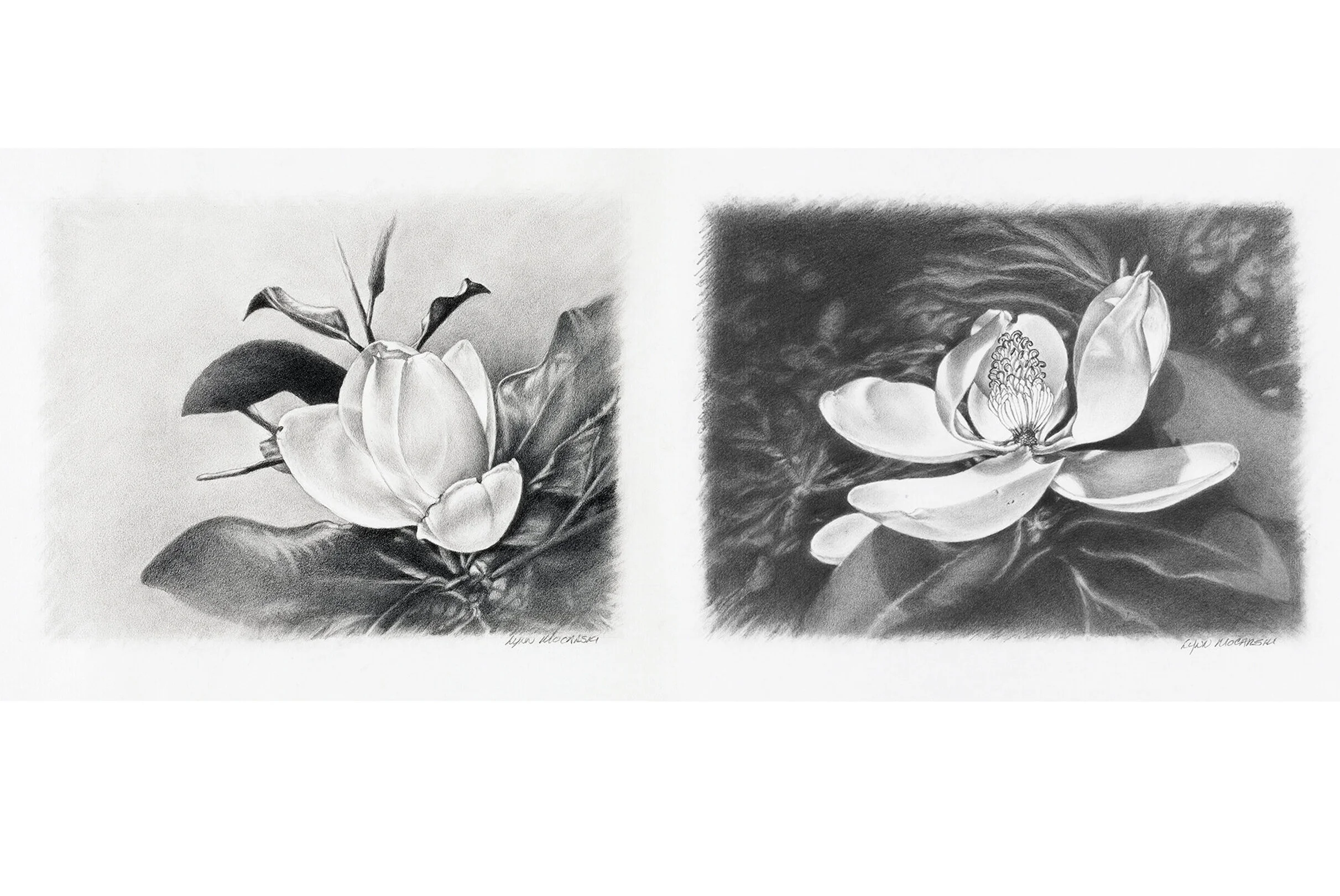 DELICATE VIEW &amp; SHOWING OFF (SOLD)