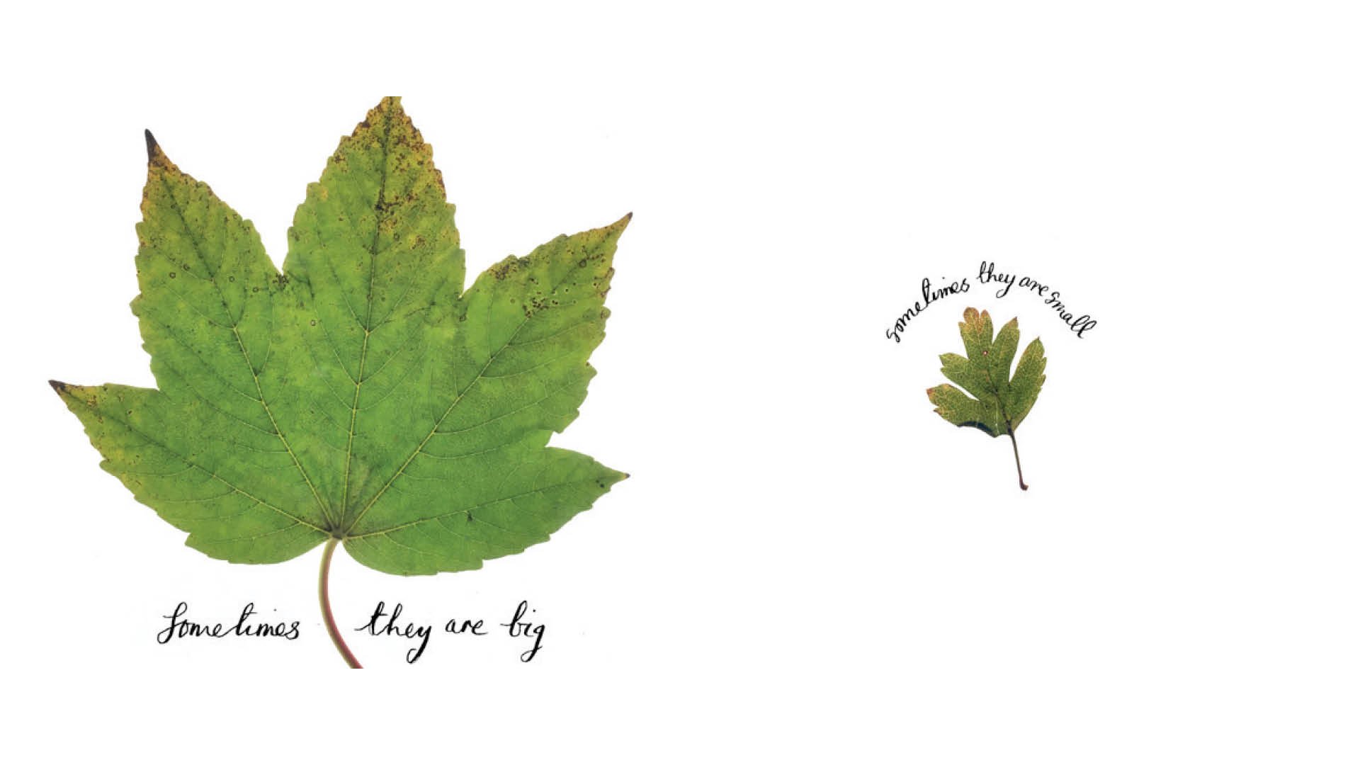 Leaf © Deborah Brown