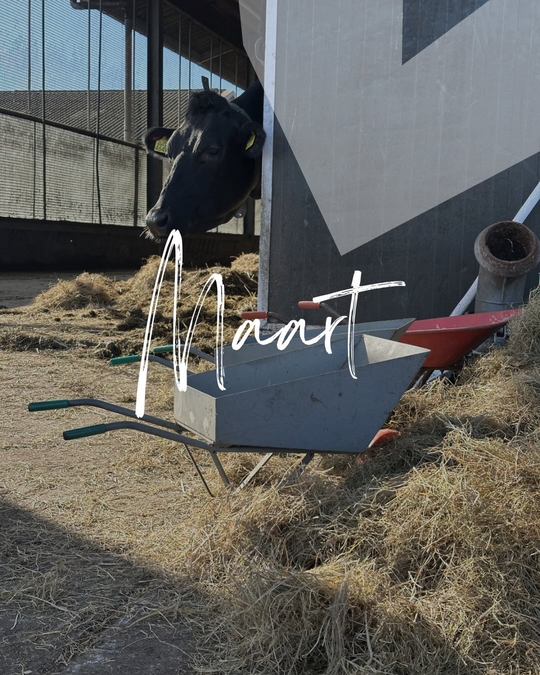 Rust in de stal (en in de klas) 🐄✨
Gisteren was ik mee op excursie naar de boerderij met de klas van mijn dochter. Dertig kleuters en een stal vol nieuwsgierige koeien: dat klinkt als het recept voor onrust, toch?

Het tegendeel was waar. Ik zag iet