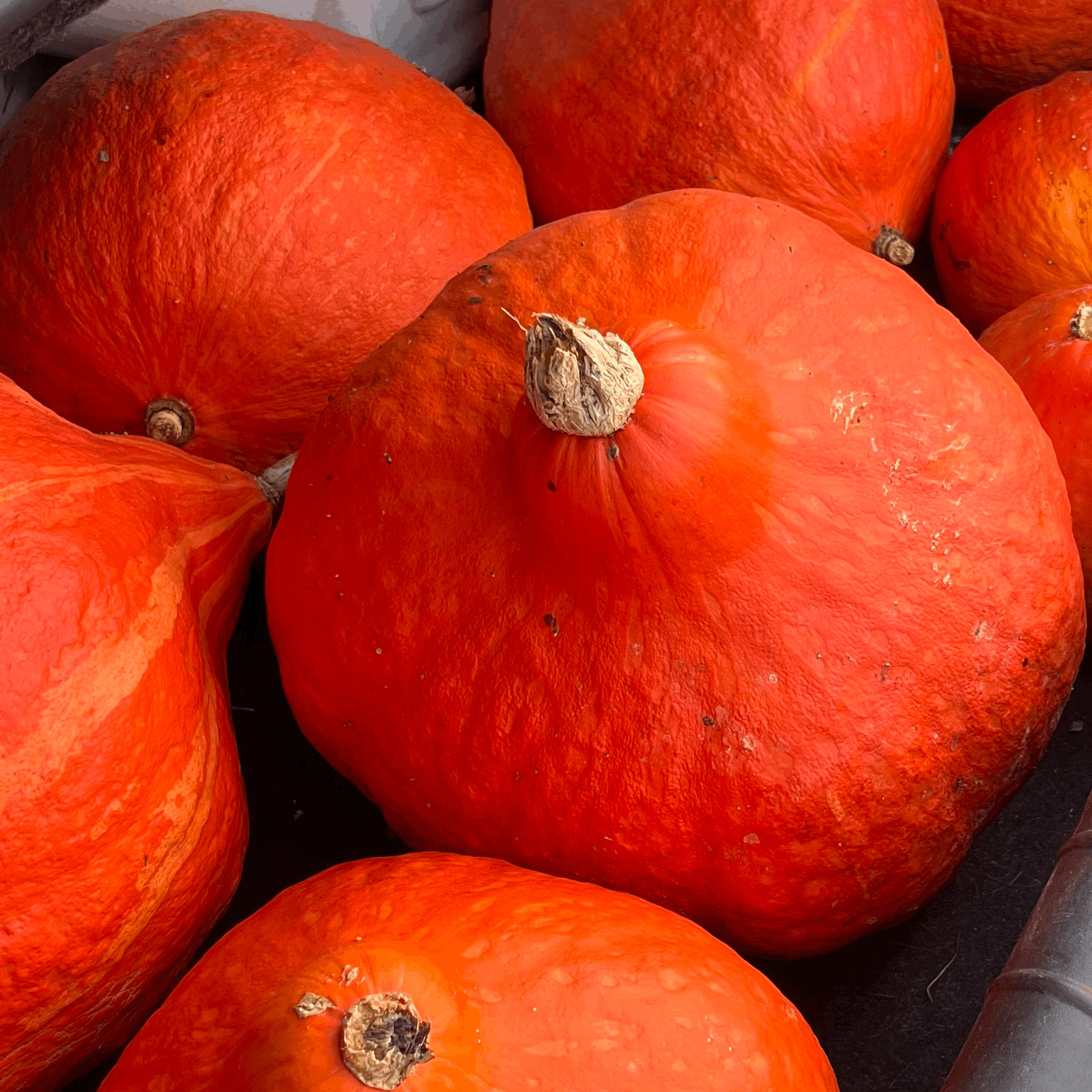 Boston Marrow Squash