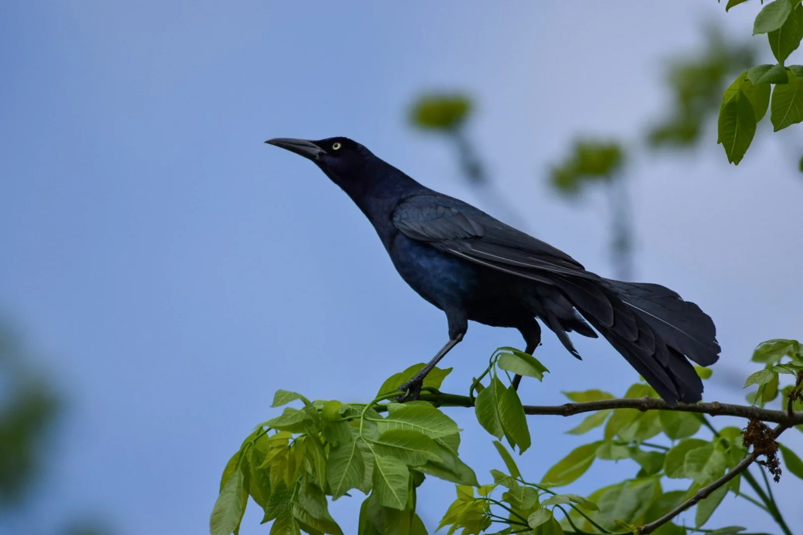 Wildlife