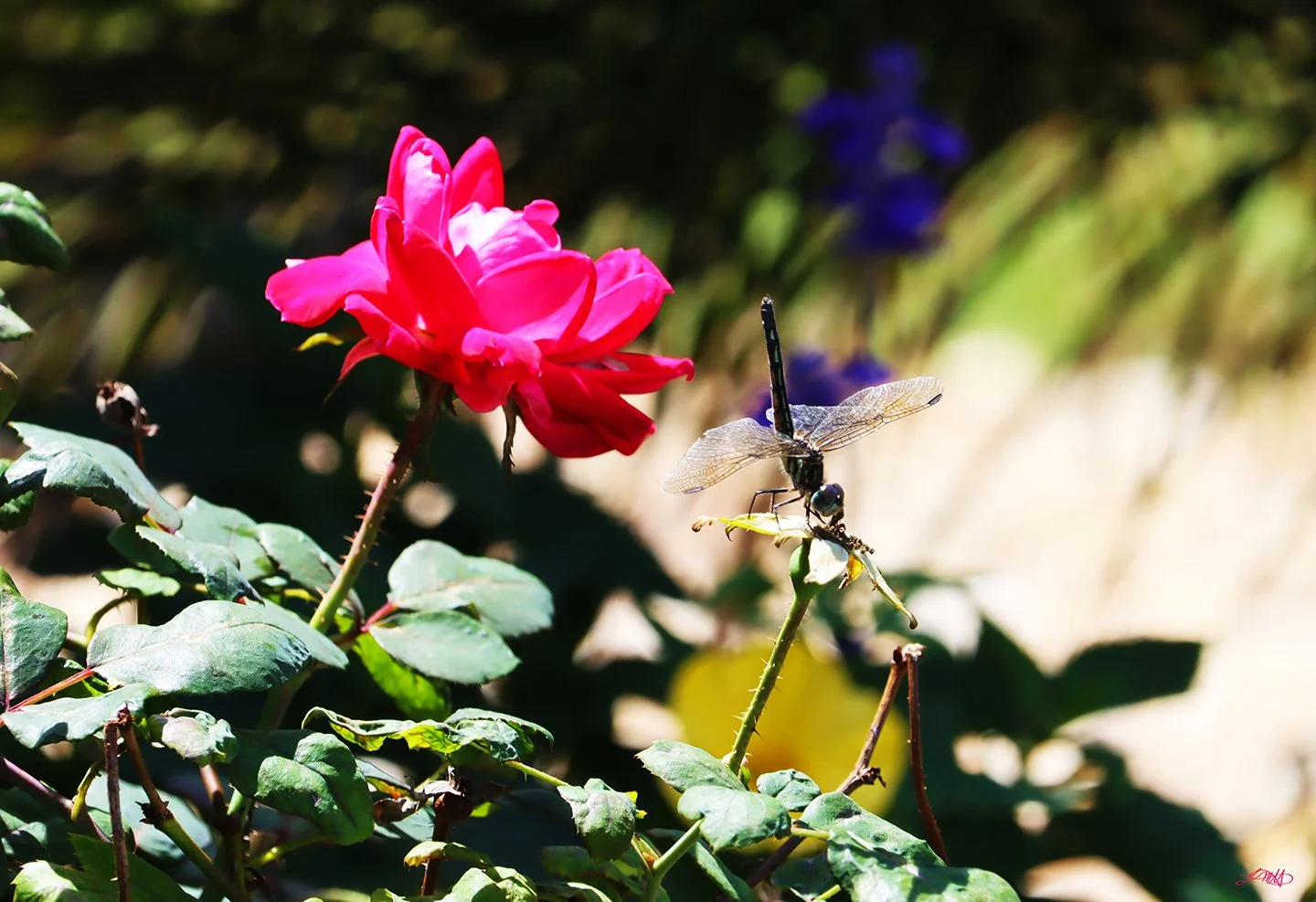 Rose and Dragonfly © photograph by L.M.H.