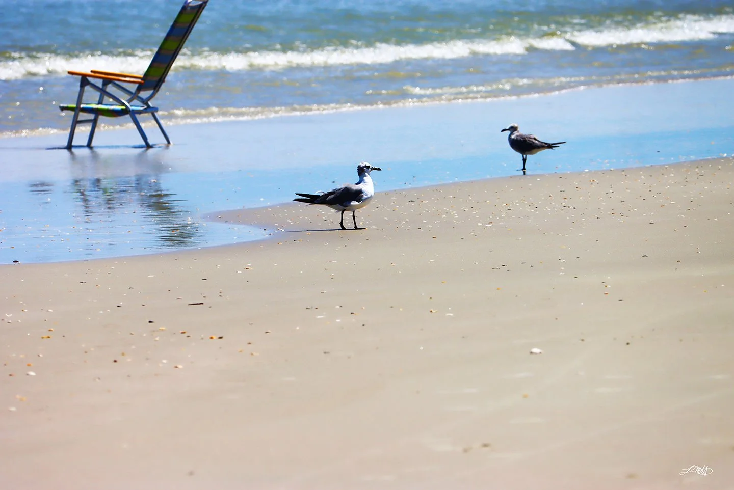 Gulls Standing © photograph by L.M.H.