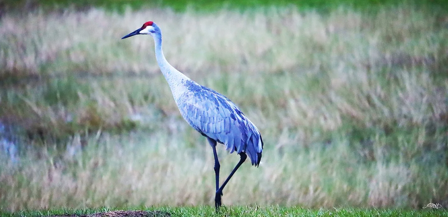 Sandhill Crane Triangle © photograph by L.M.H.