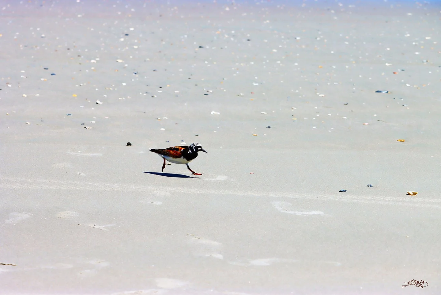 Ruddy Turnstone © photograph by L.M.H.