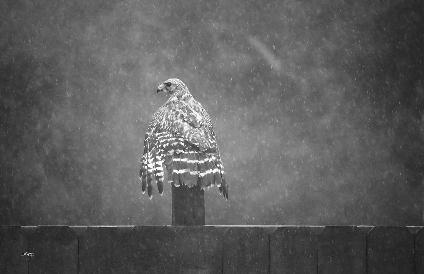 Back Feathers II © photograph by L.M.H.