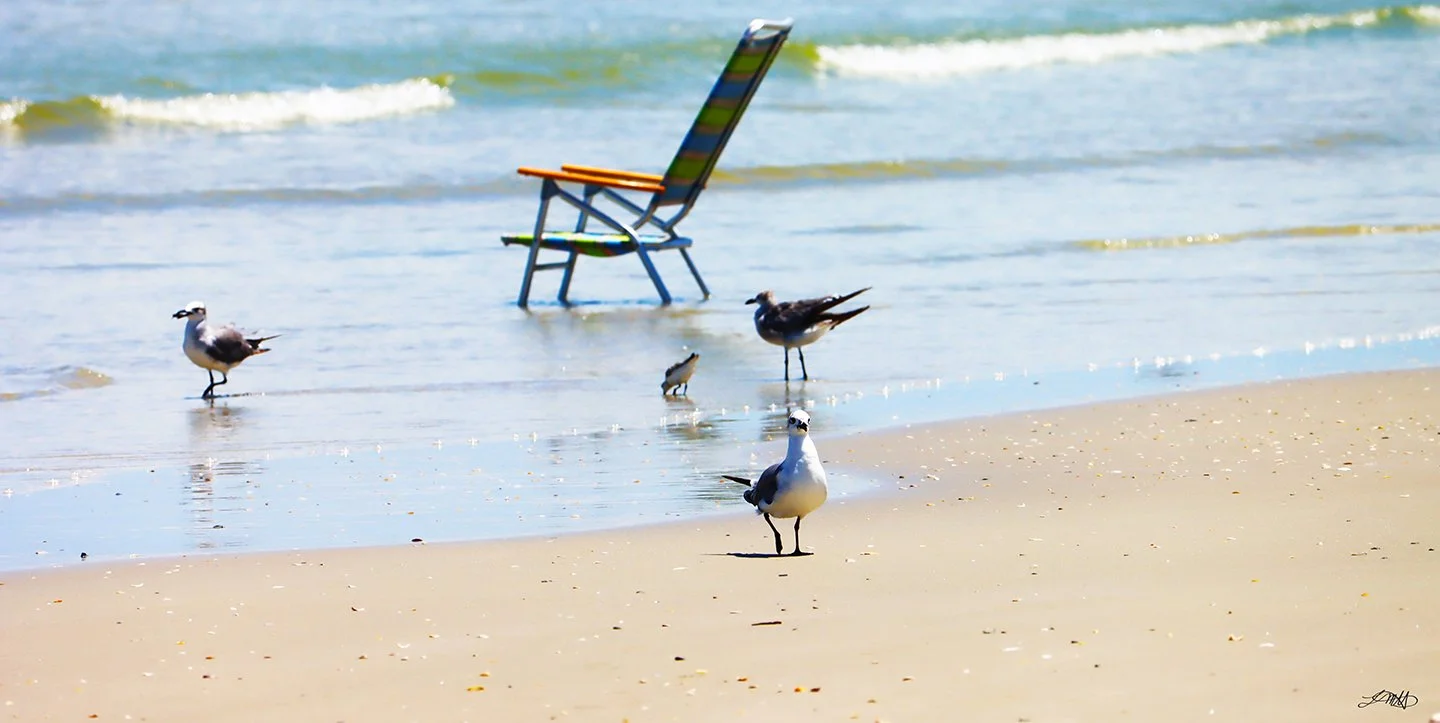 Birds Walking © photograph by L.M.H.